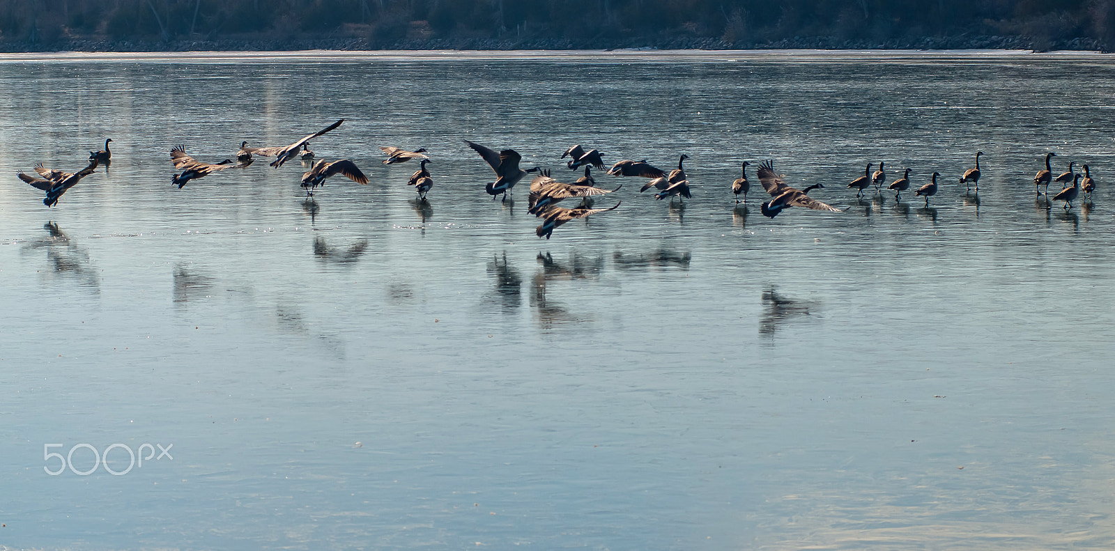 AF Zoom-Nikkor 80-200mm f/2.8 ED sample photo. Geese community photography
