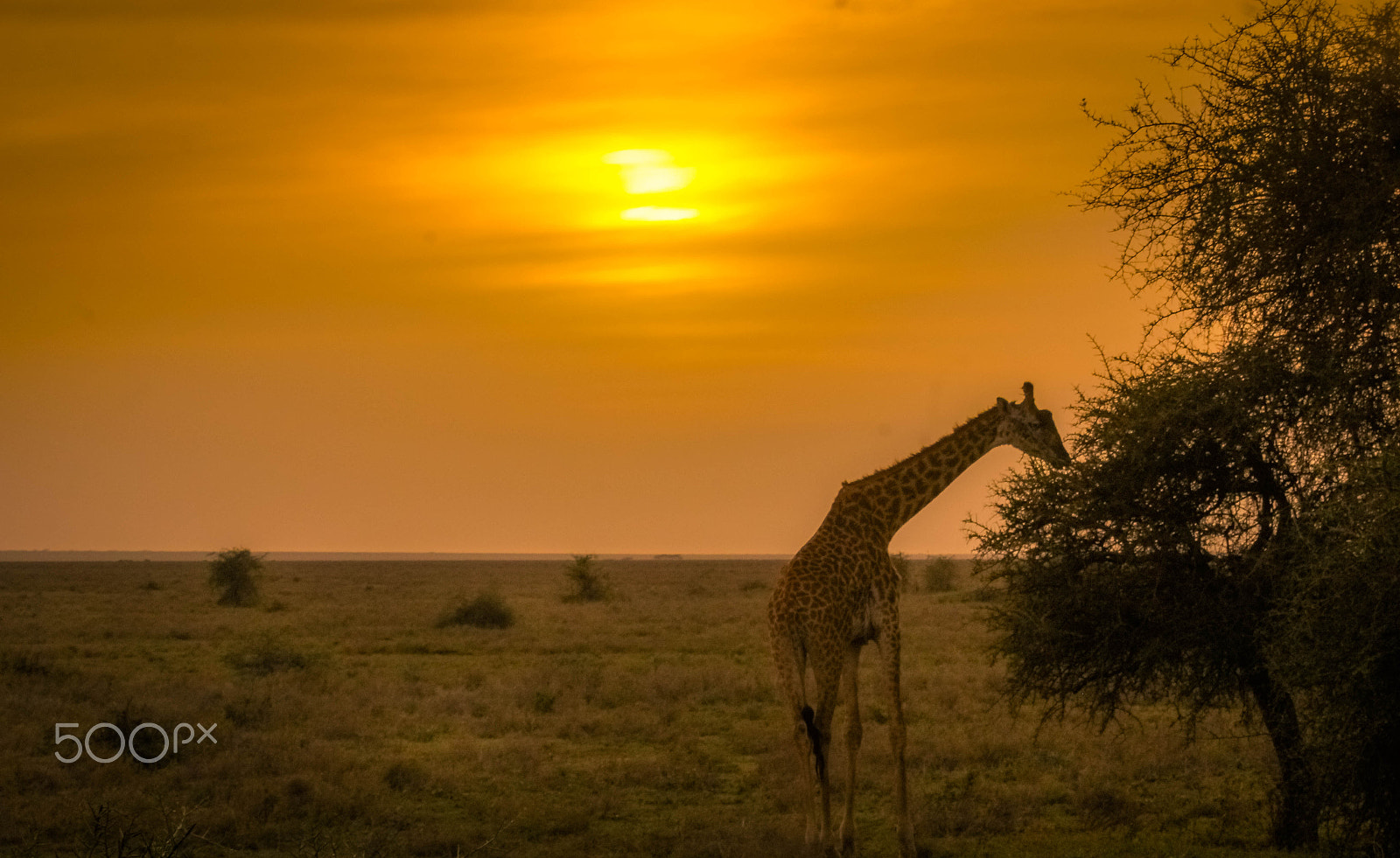 Canon EF 100-400mm F4.5-5.6L IS USM sample photo. Giraffe & the sunset photography