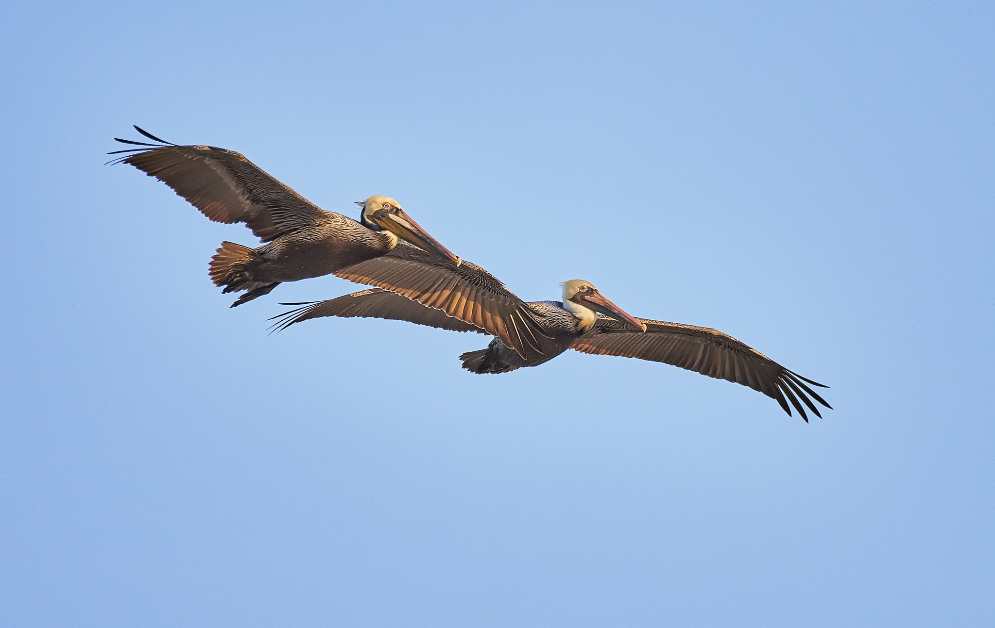 Nikon AF-S Nikkor 200-500mm F5.6E ED VR sample photo. Togetherness photography
