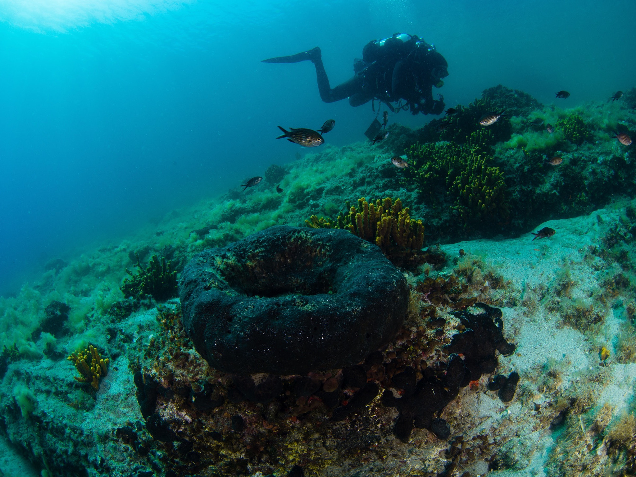 LUMIX G FISHEYE 8/F3.5 sample photo. Sponge seascape photography