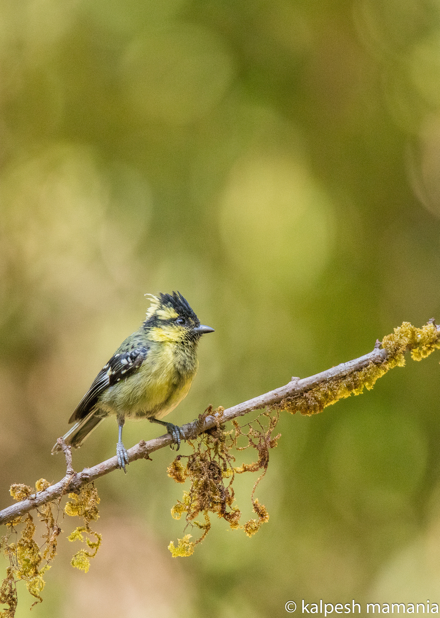 Tamron SP 150-600mm F5-6.3 Di VC USD sample photo. Black-lored tit.  photography