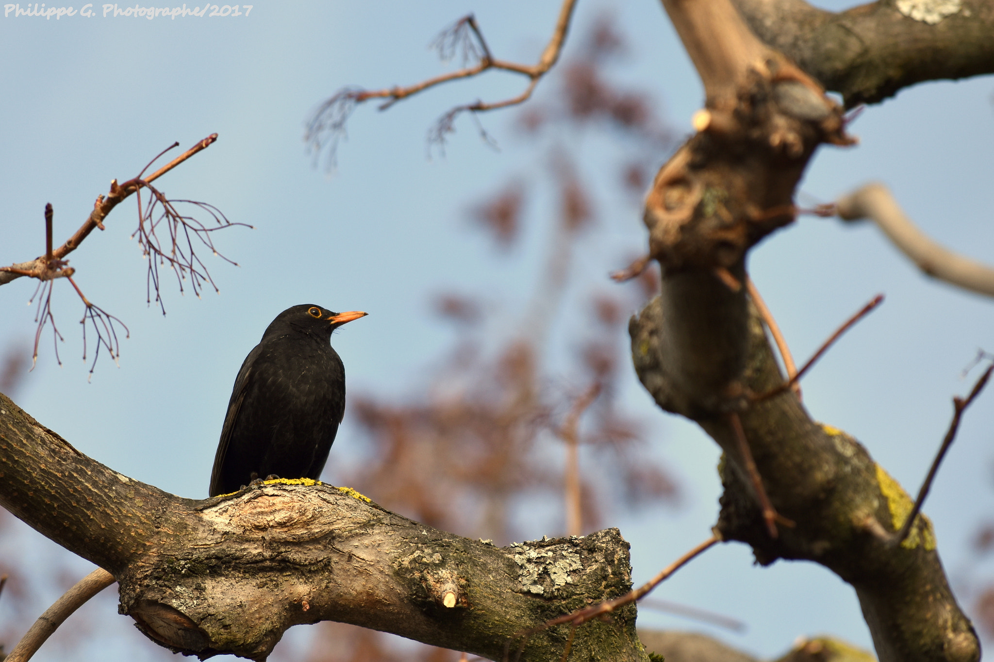 Nikon D5500 sample photo. Merle noir sur un arbre perché photography