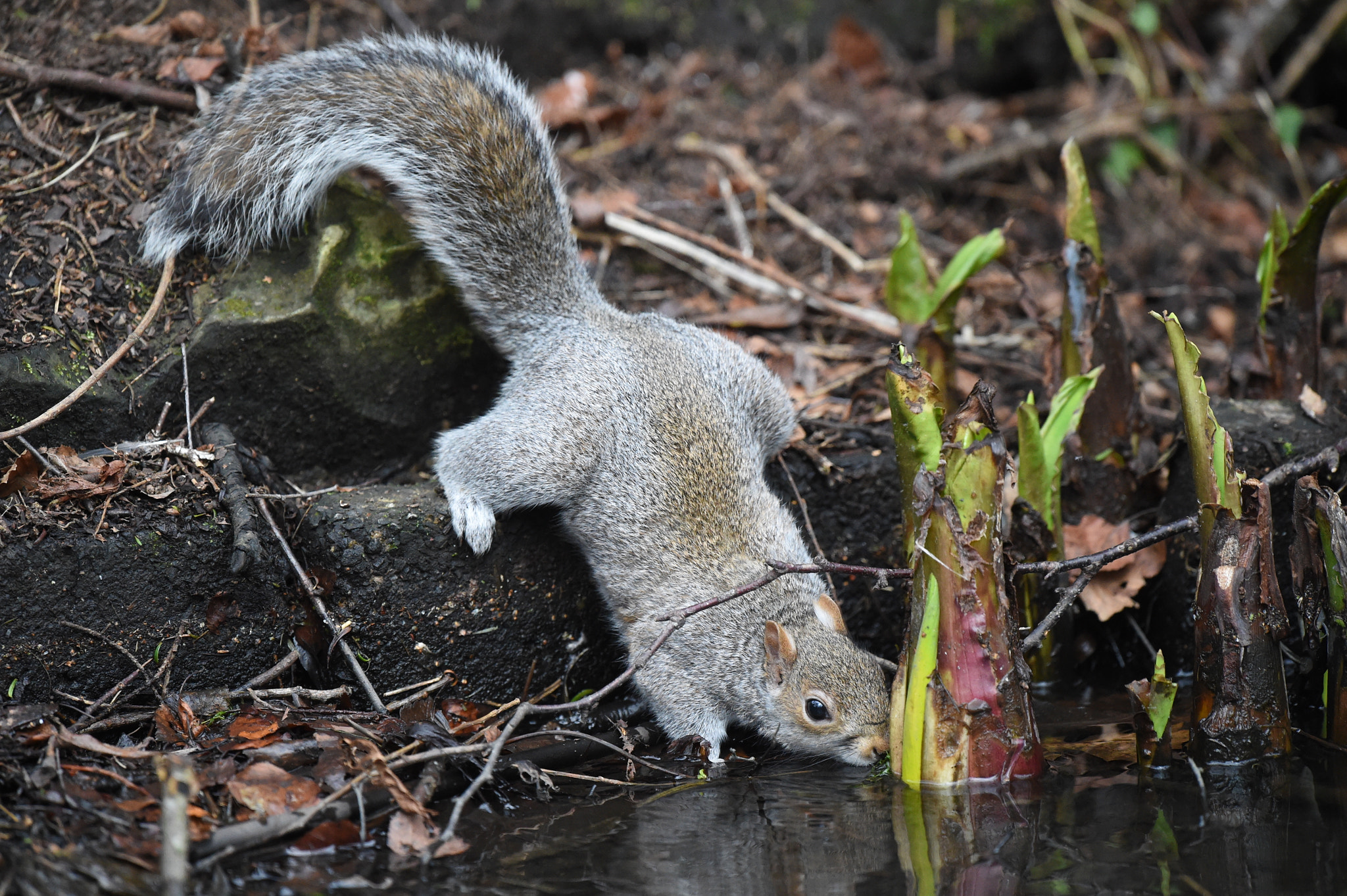 Nikon D4S + Nikon AF-S Nikkor 400mm F2.8G ED VR II sample photo. Sly sipper photography