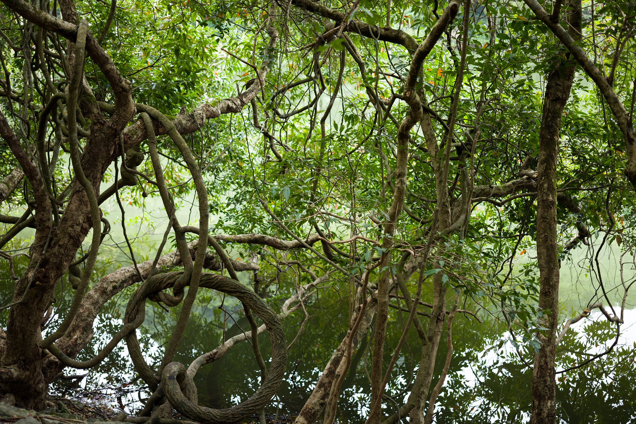 Leica APO-Summicron-M 50mm F2 ASPH sample photo