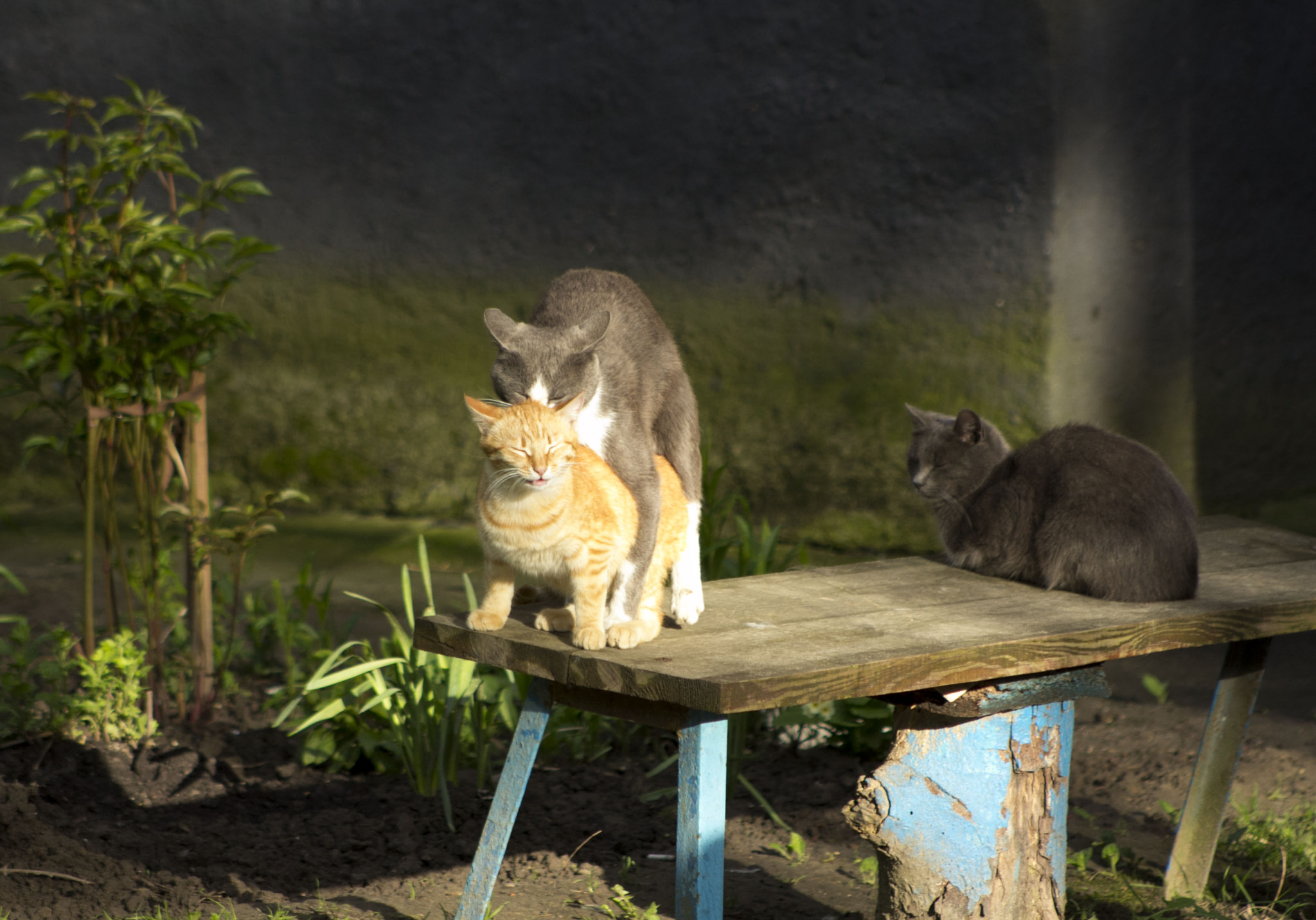 Canon EOS 60D + EF75-300mm f/4-5.6 sample photo. Thresome :-) photography