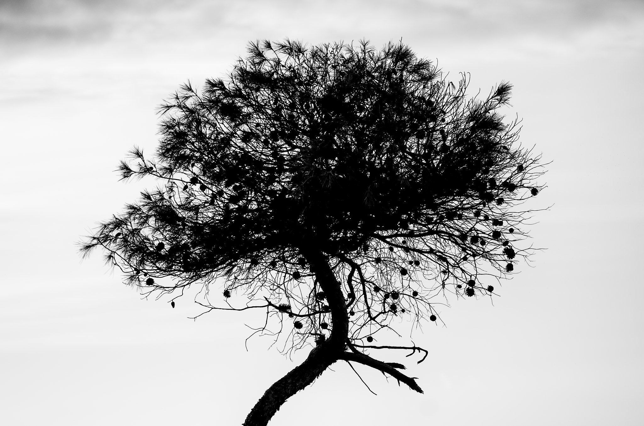 Pentax K-30 + Tamron SP AF 90mm F2.8 Di Macro sample photo. Pinus halepensis photography