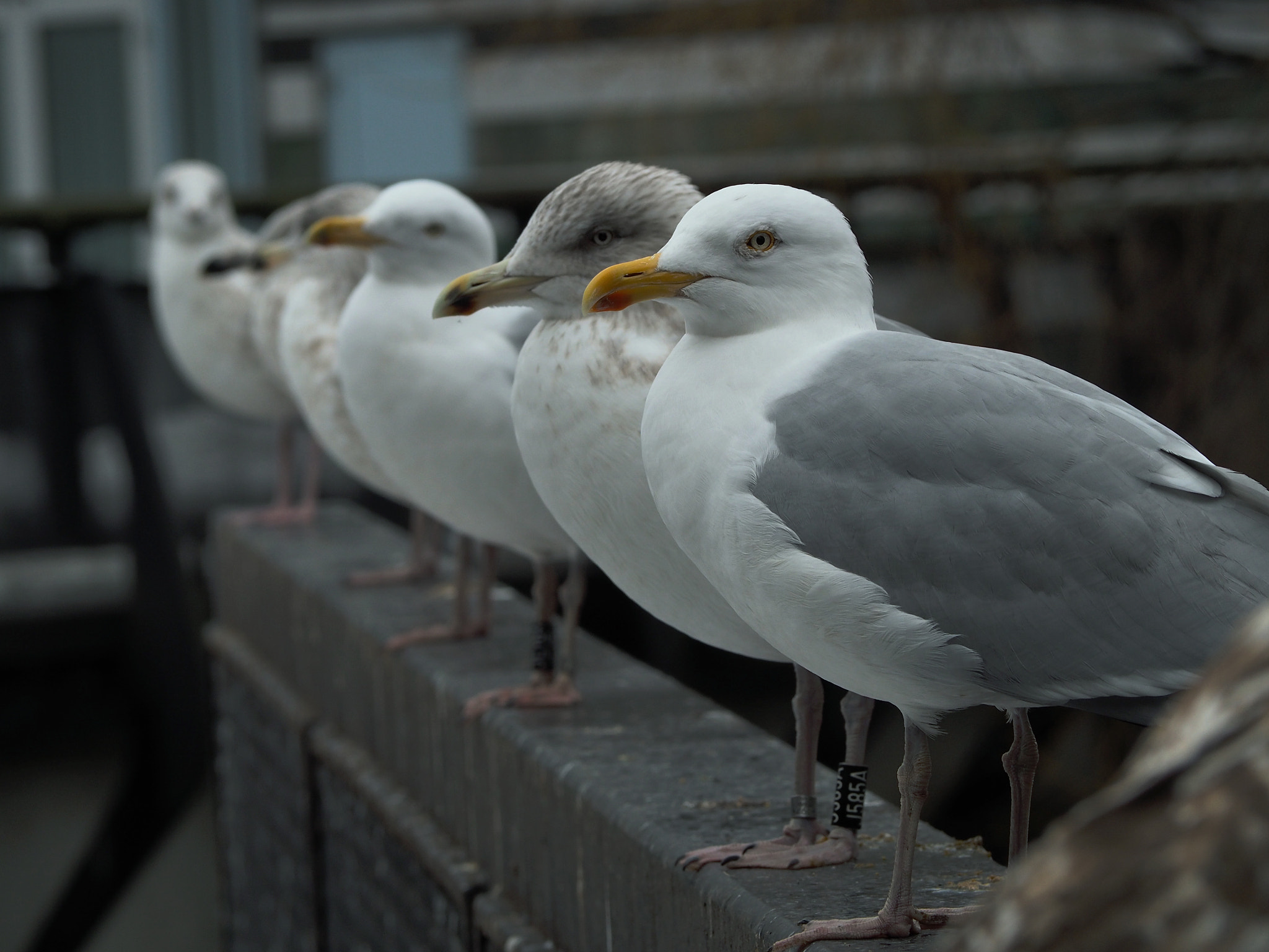 Olympus OM-D E-M10 II sample photo. Row of seagulls photography