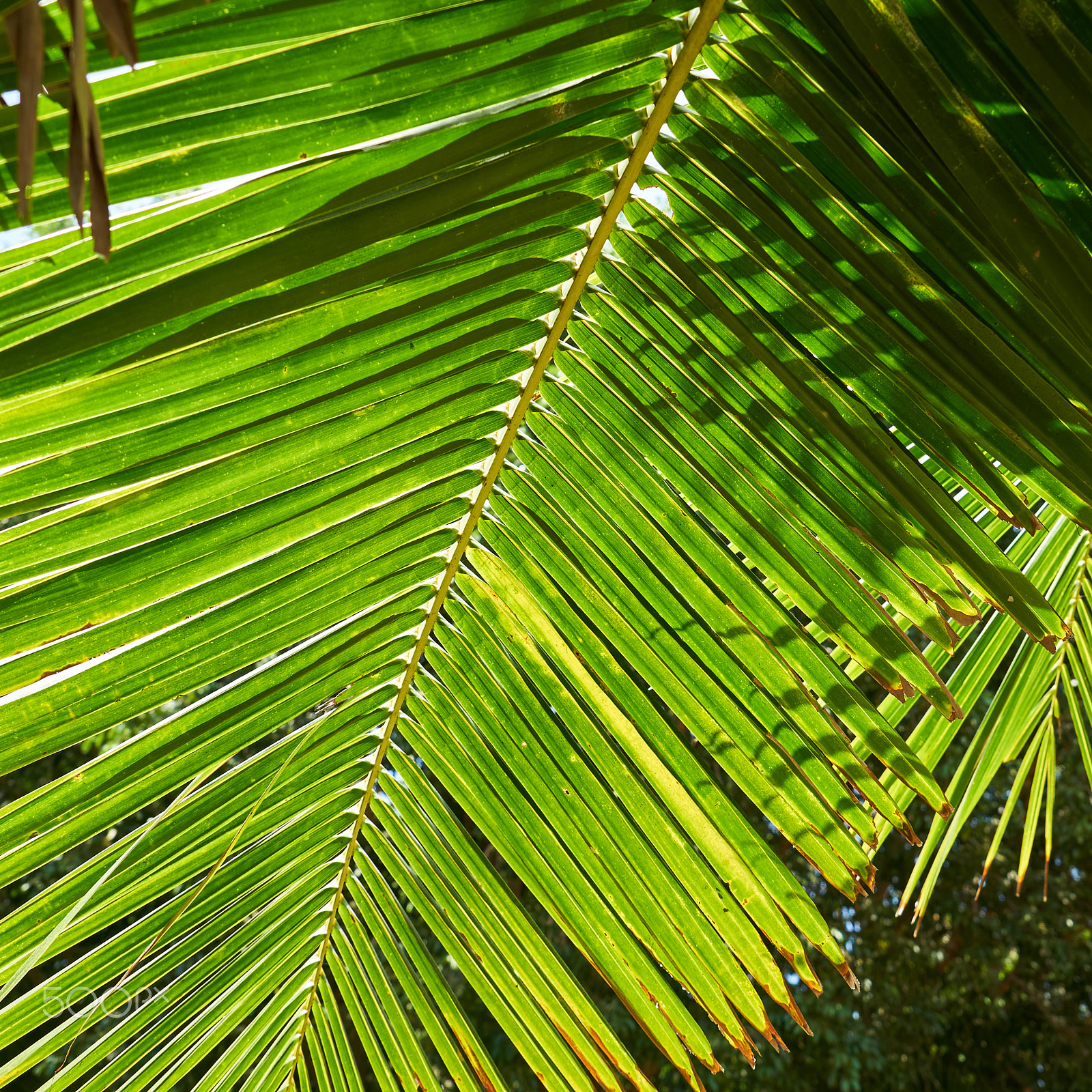 Sony a7S II + Sony FE 24-240mm F3.5-6.3 OSS sample photo. Palm tree photography