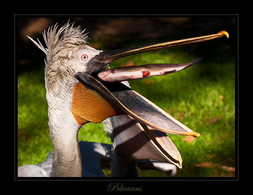 70-400mm F4.0-5.6 G SSM sample photo. Eating photography