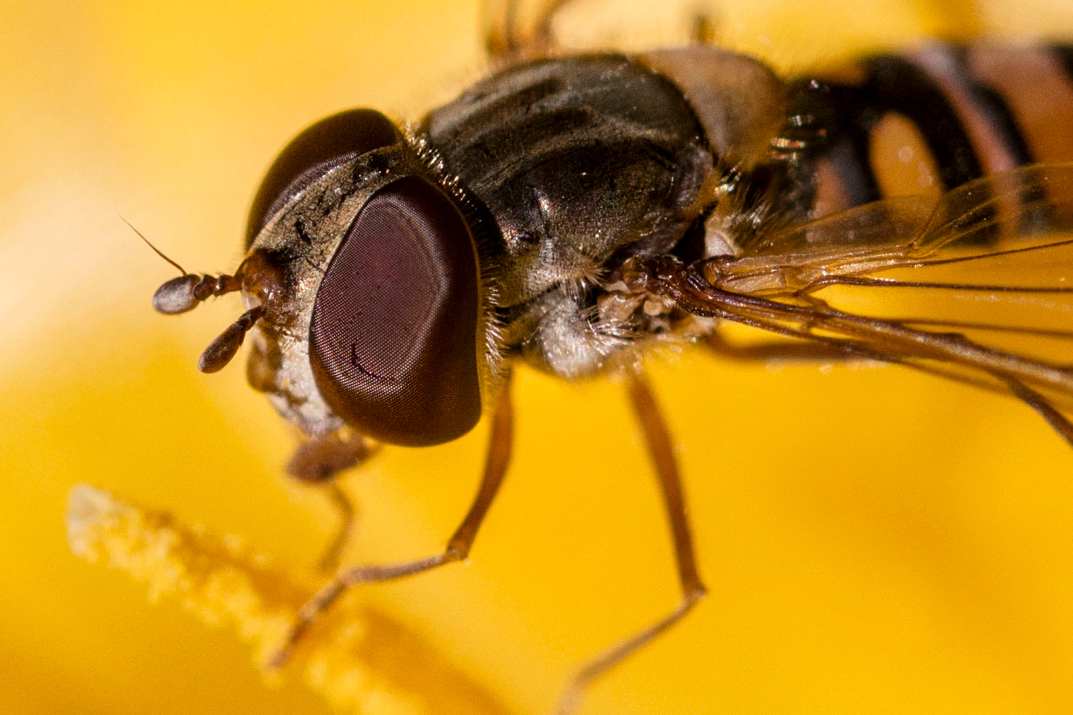 Canon EF 100mm F2.8L Macro IS USM sample photo. Macro bee photography