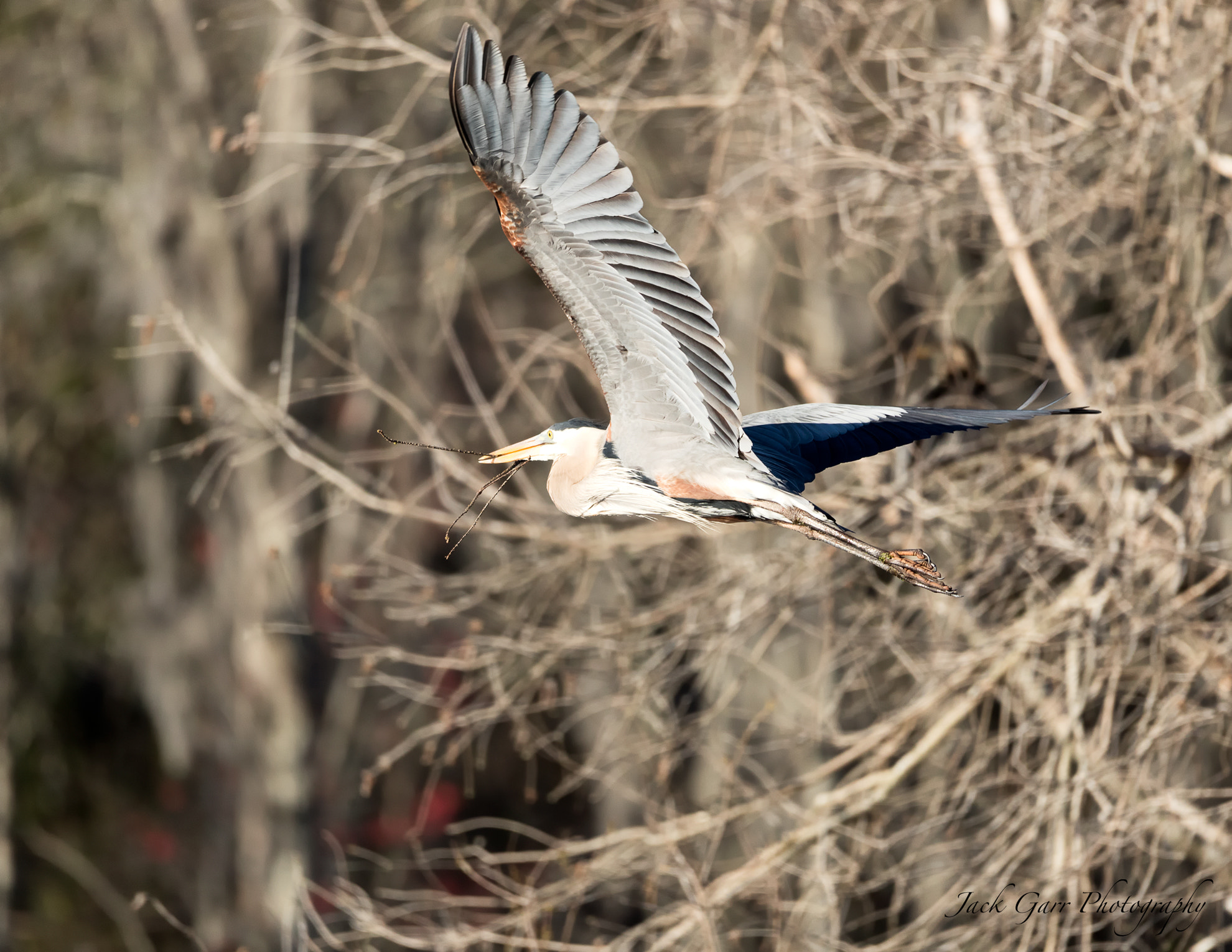 Canon EOS-1D X Mark II sample photo. Great blue heron flying branch to nest photography