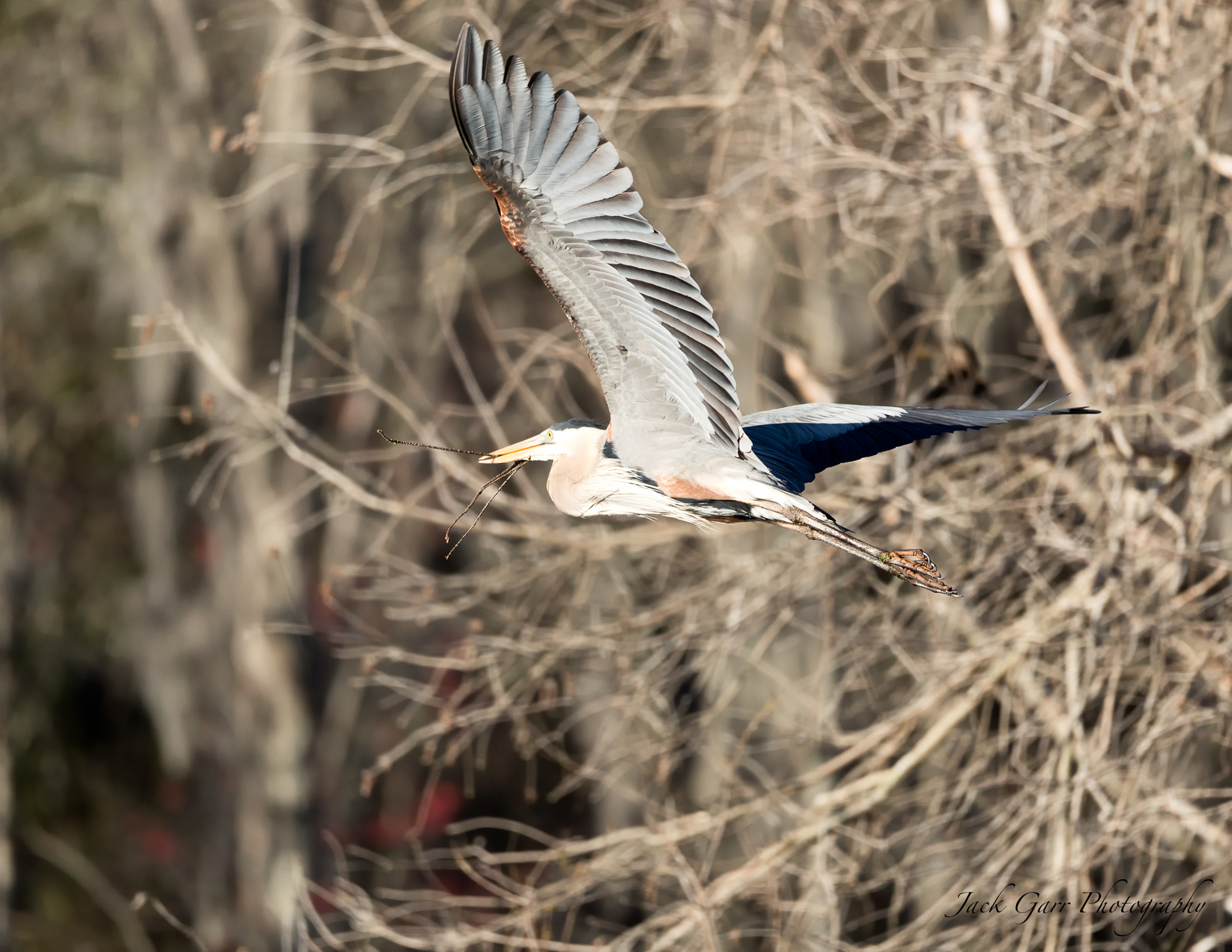 150-600mm F5-6.3 DG OS HSM | Sports 014 sample photo. Great blue heron flying branch to nest photography