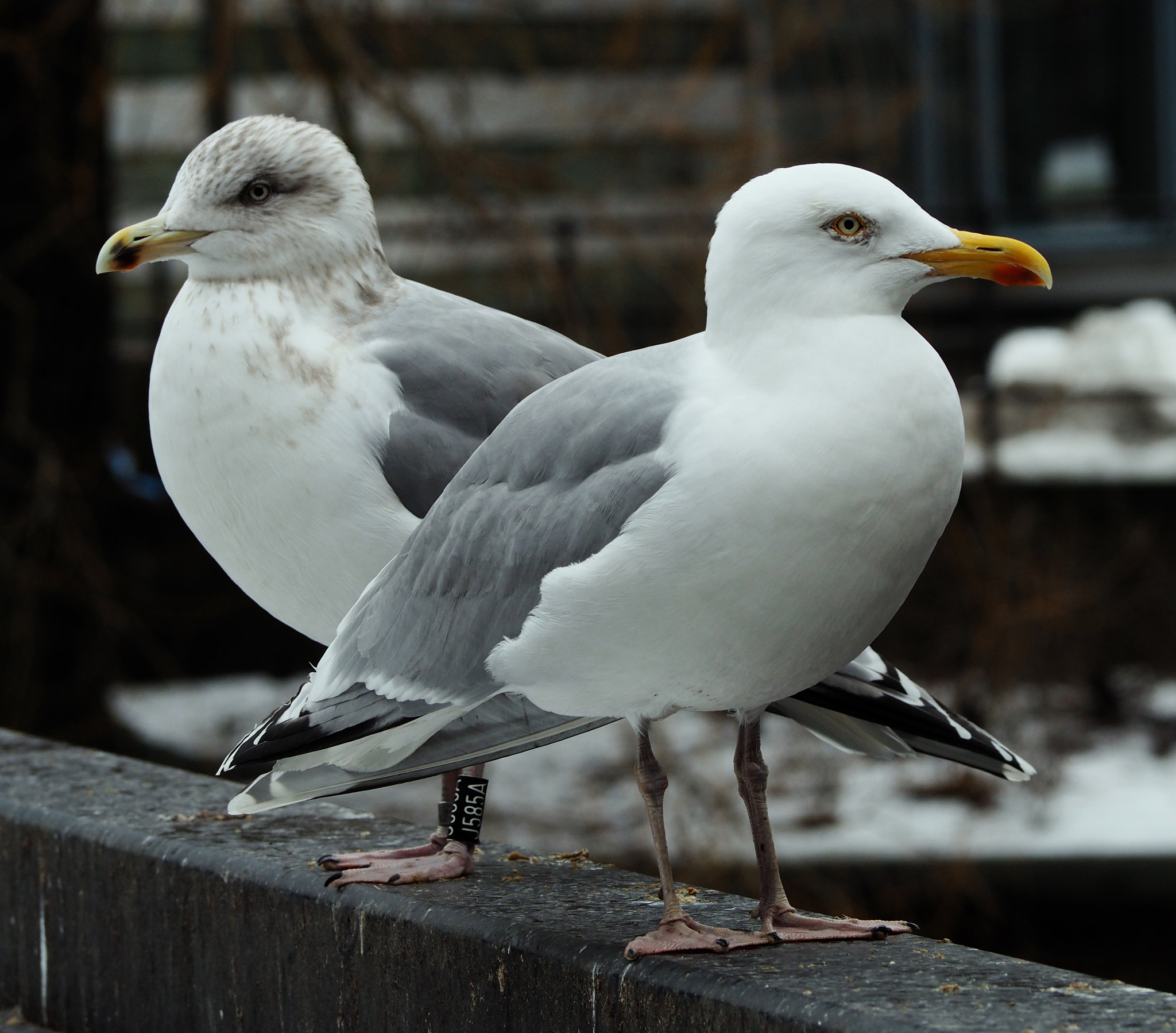 Olympus OM-D E-M10 II sample photo. Seagulls photography