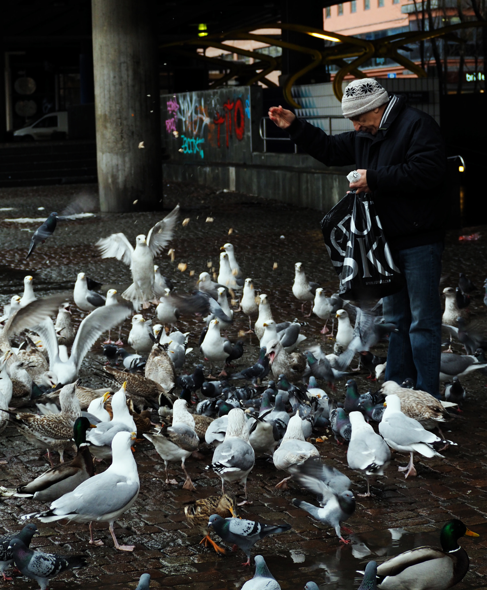 Olympus OM-D E-M10 II sample photo. Bird feeding photography