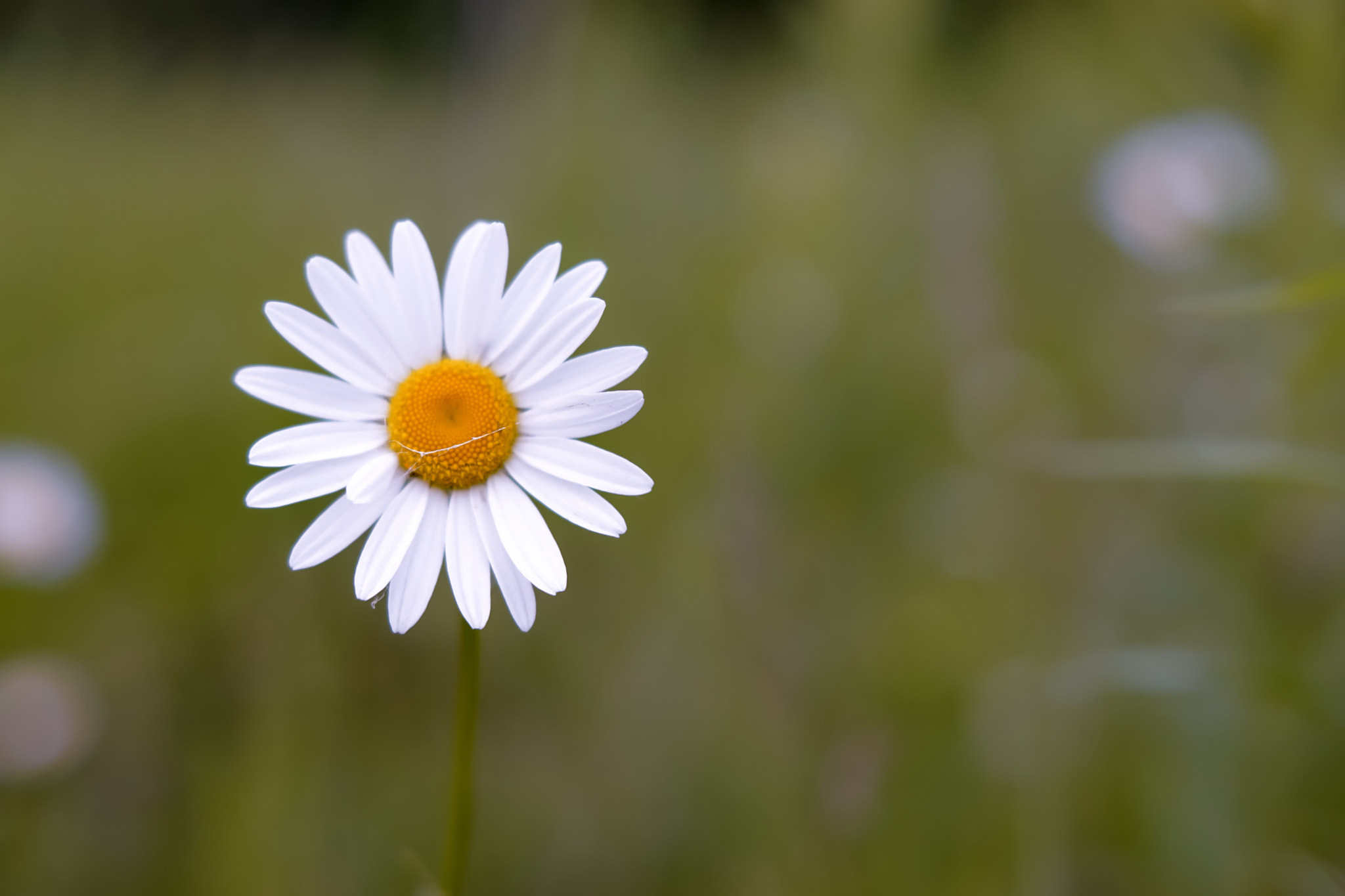 Sony ILCA-77M2 + Sony DT 50mm F1.8 SAM sample photo. Pure photography