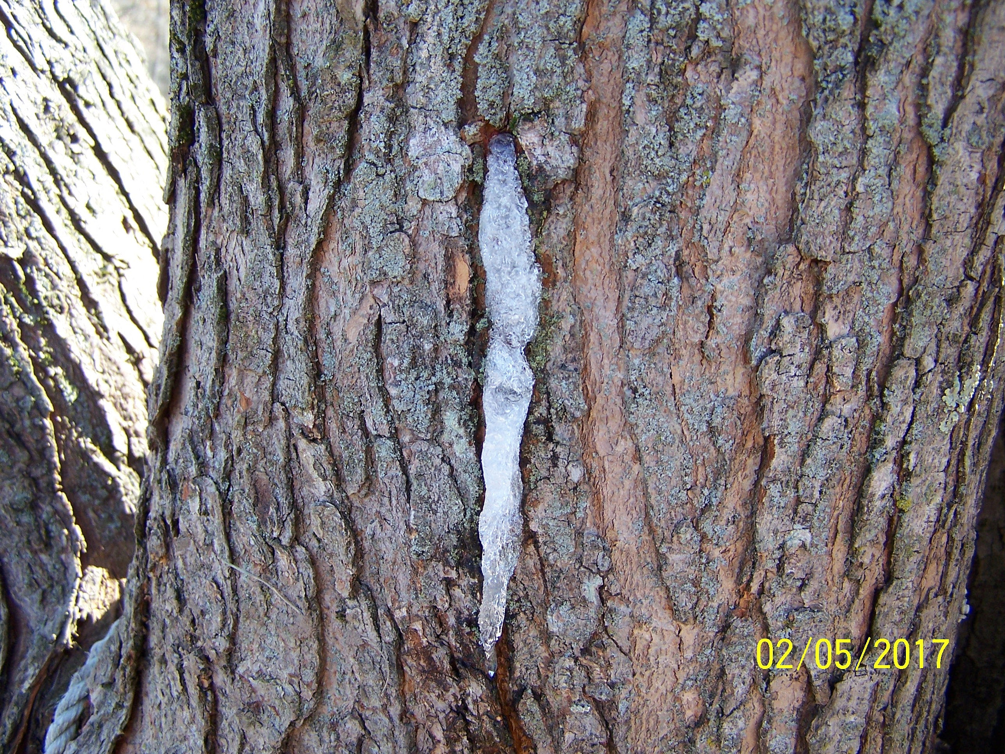 Kodak Z740 ZOOM DIGITAL CAMERA sample photo. Ice coming out of side of tree photography