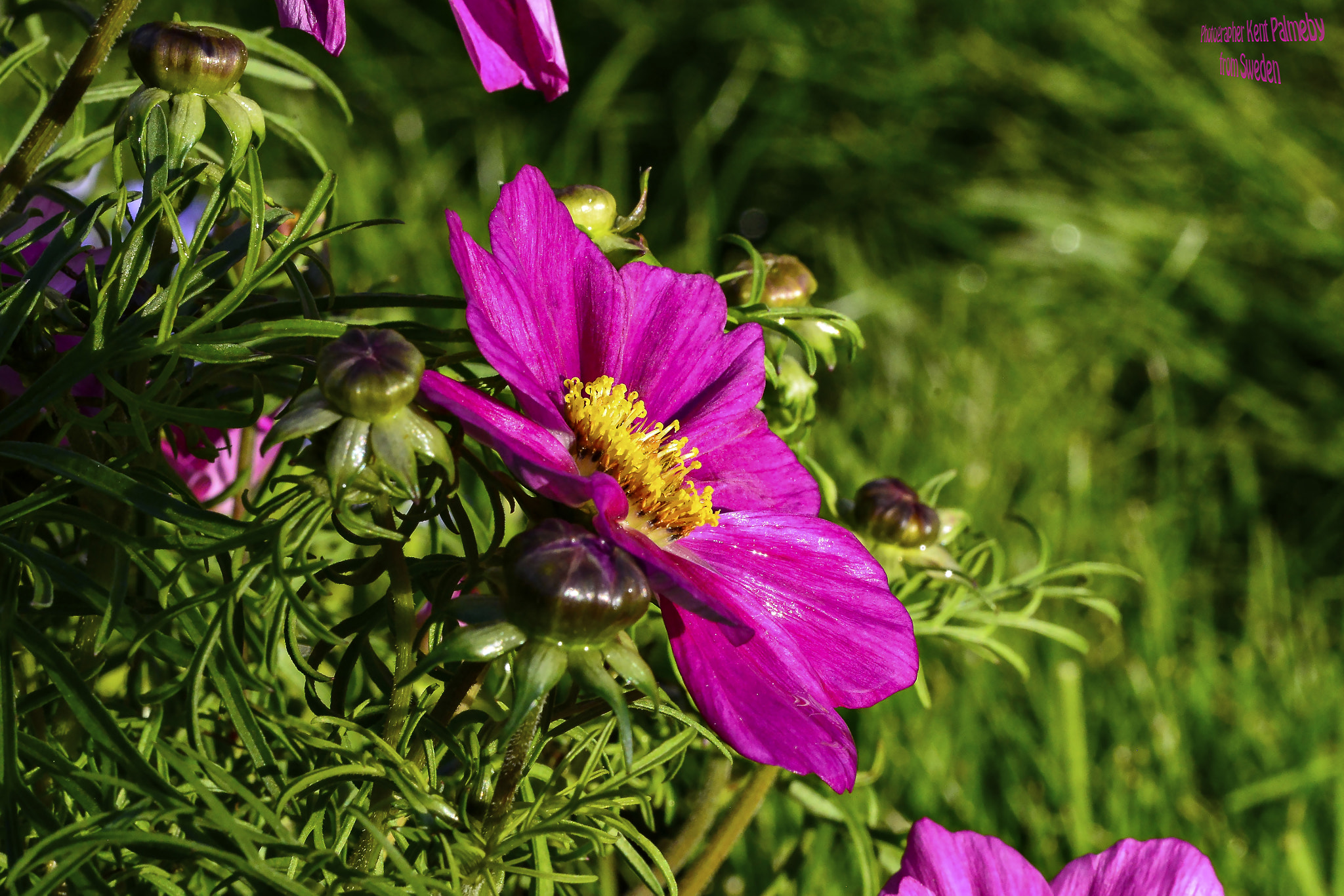 Nikon D800E sample photo. Wonderful flower photography