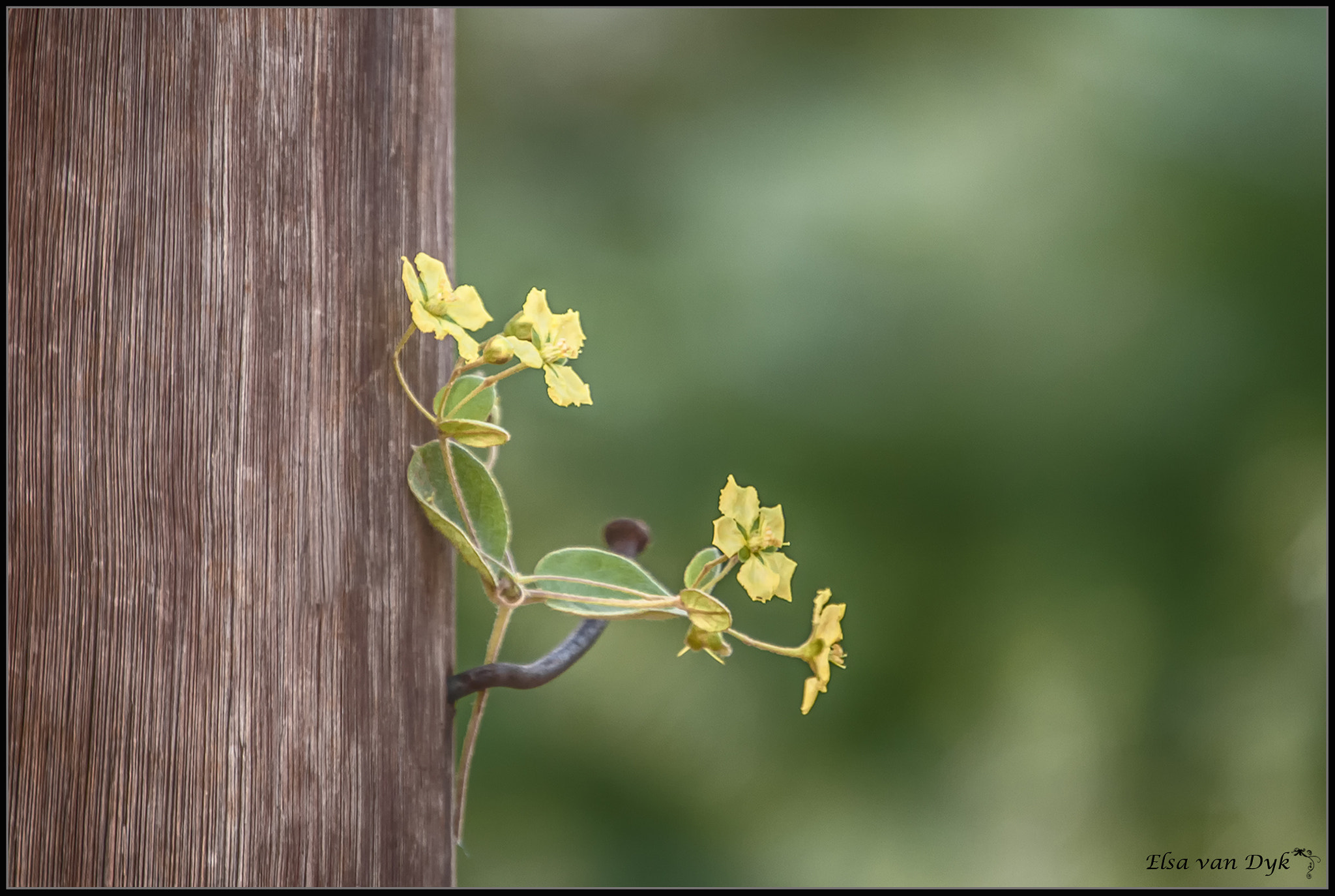 Nikon D300 sample photo. Yellow flowers photography