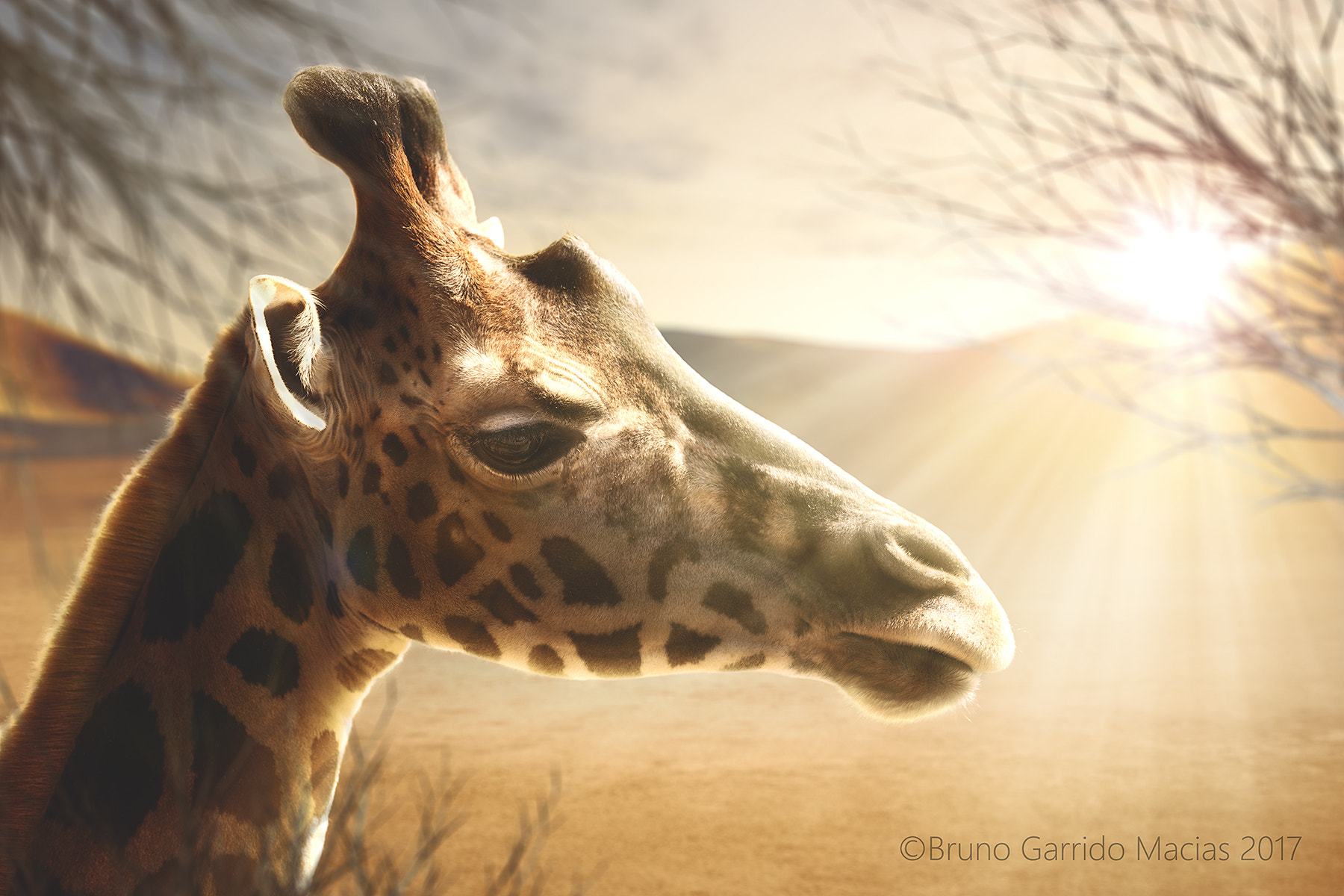 Sigma 150mm f/2.8 EX DG OS HSM APO Macro sample photo. Giraffe photography