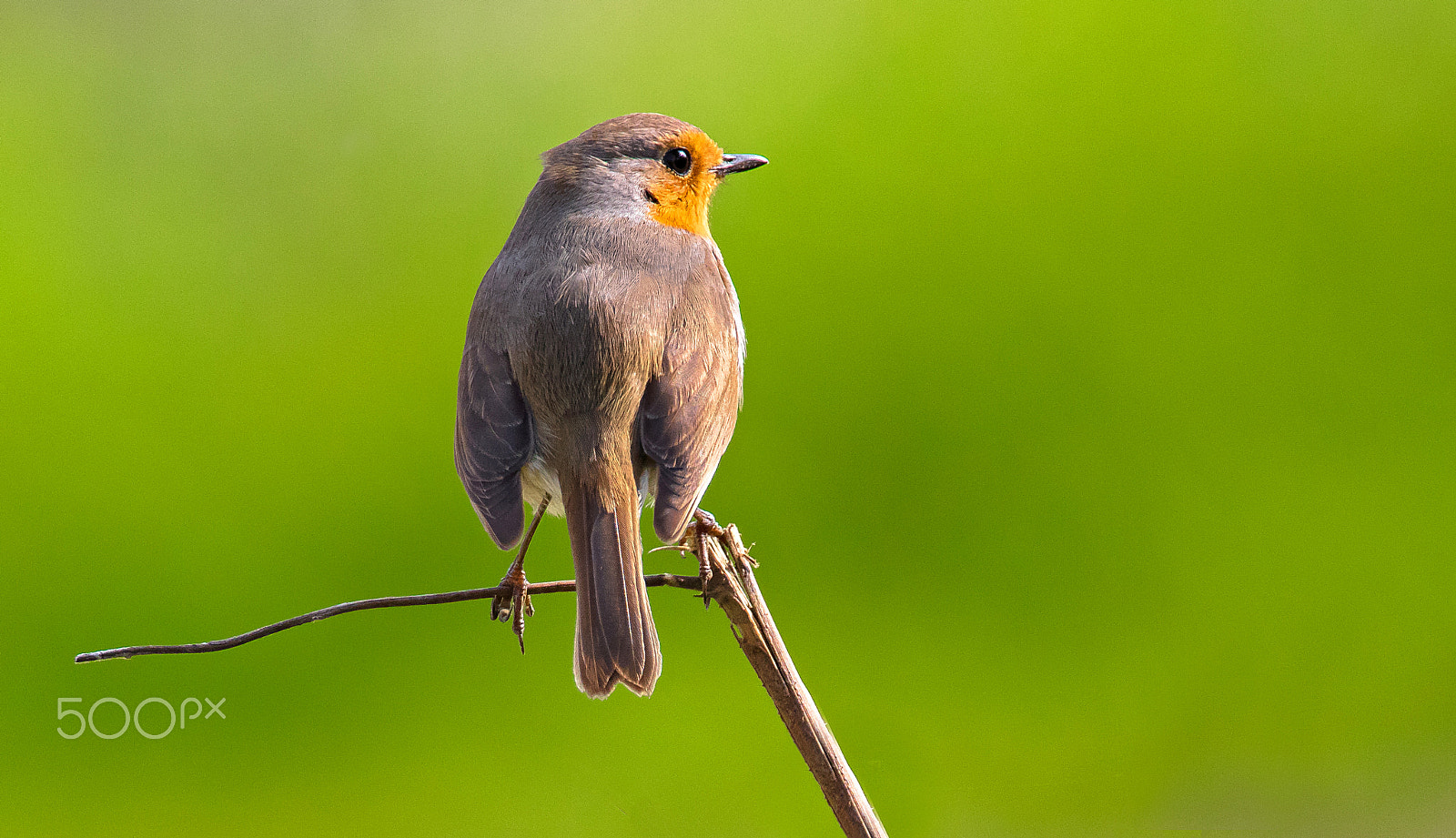 Canon EF 400mm F2.8L IS II USM sample photo. Rouge gorge photography