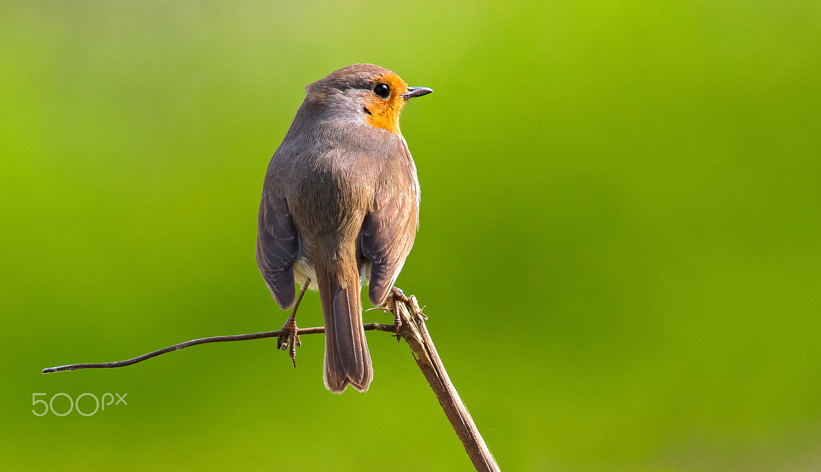 Canon EOS 5DS R + Canon EF 400mm F2.8L IS II USM sample photo. Rouge gorge photography