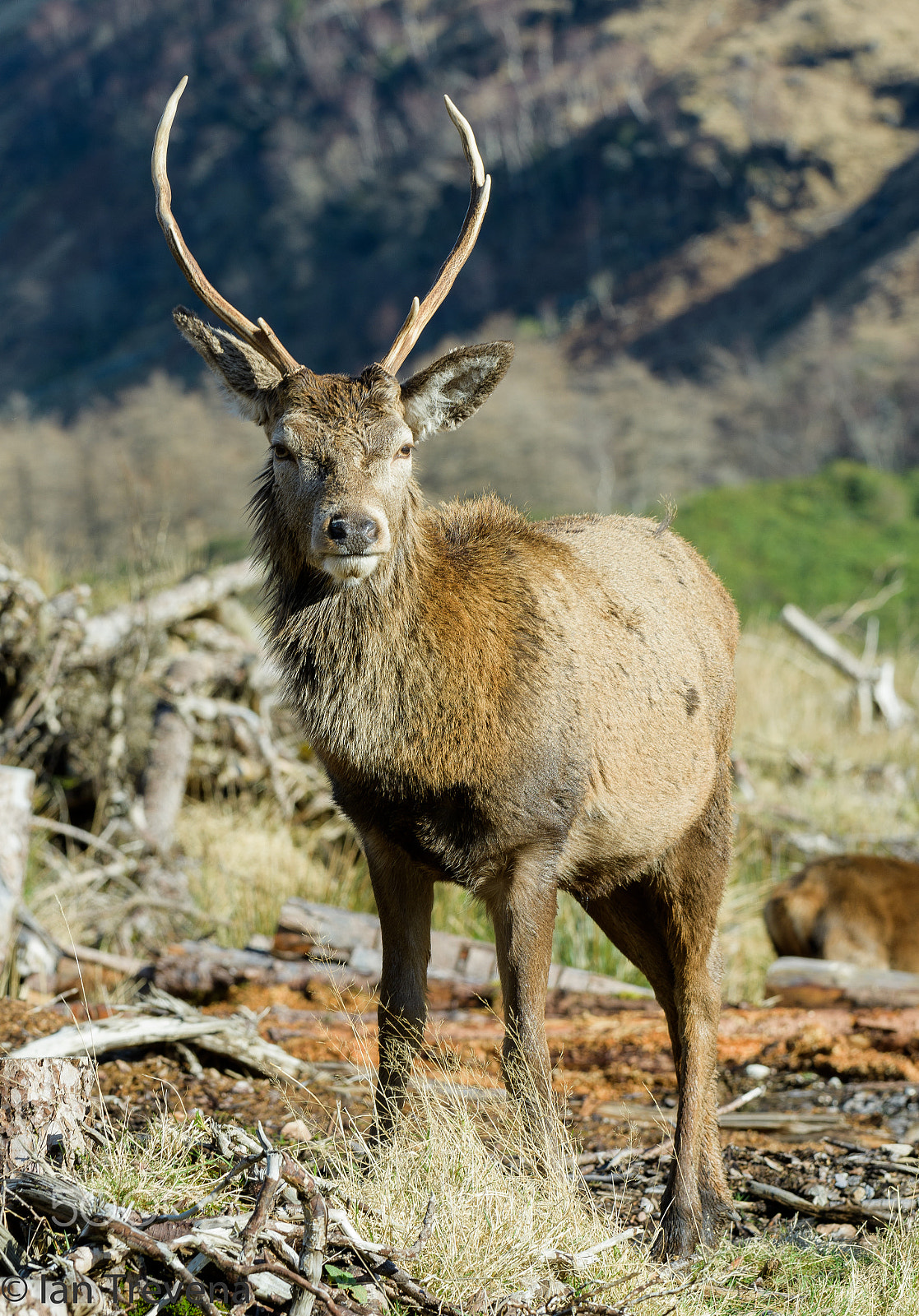 Nikon D500 sample photo. Wild scottish stag photography