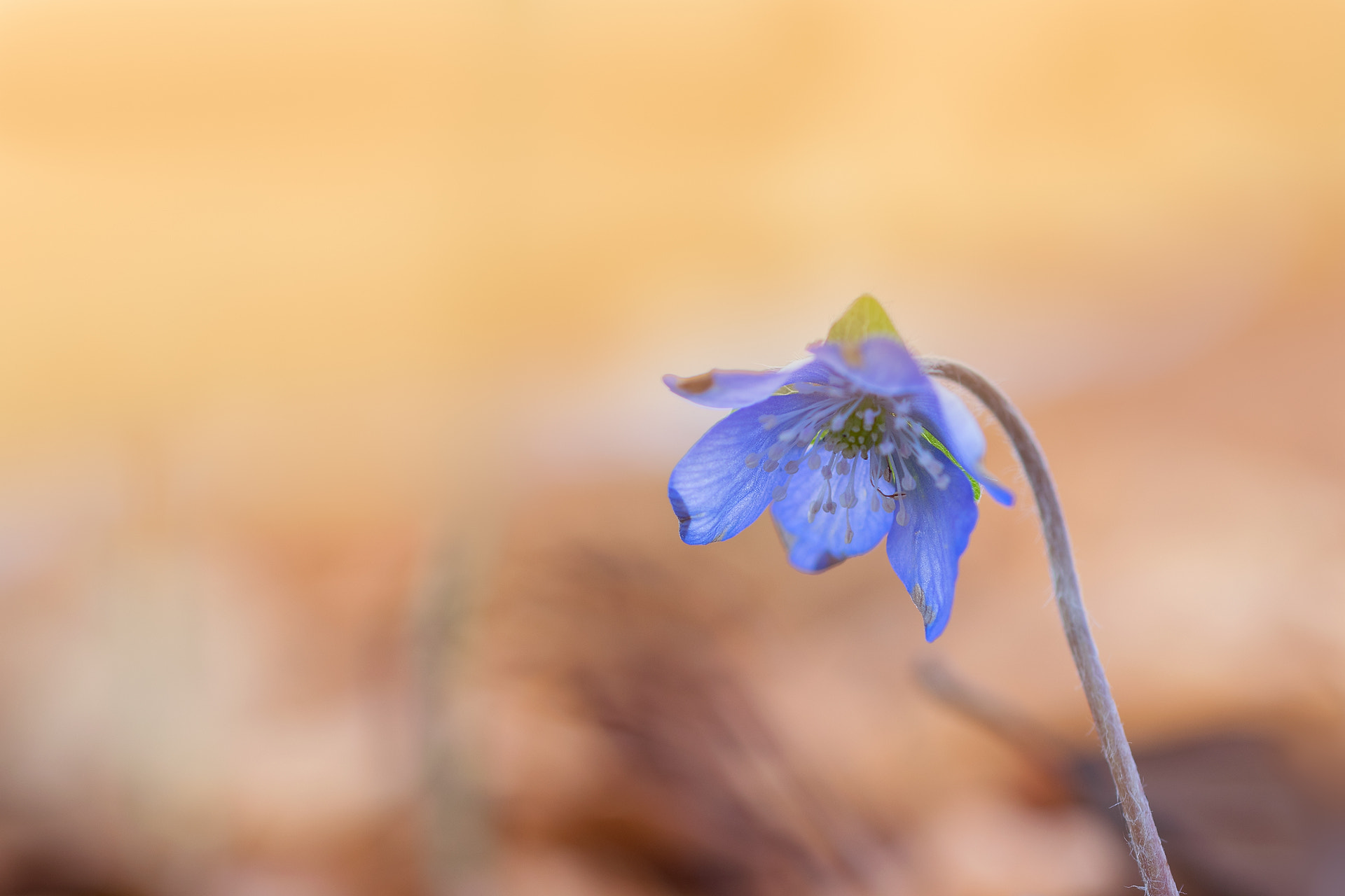 Sigma 105mm F2.8 EX DG OS HSM sample photo. Vergänglich photography