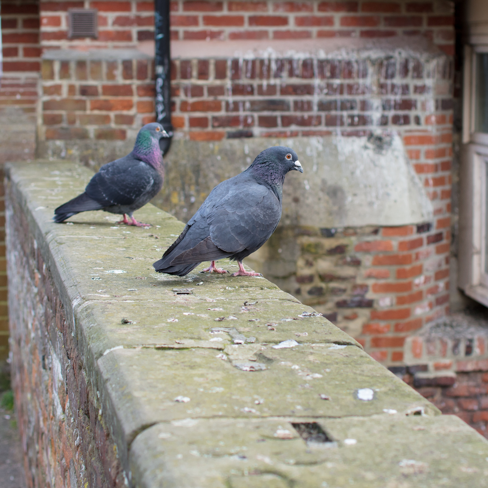 Zeiss Milvus 35mm f/2 sample photo. Just two pigeons. photography