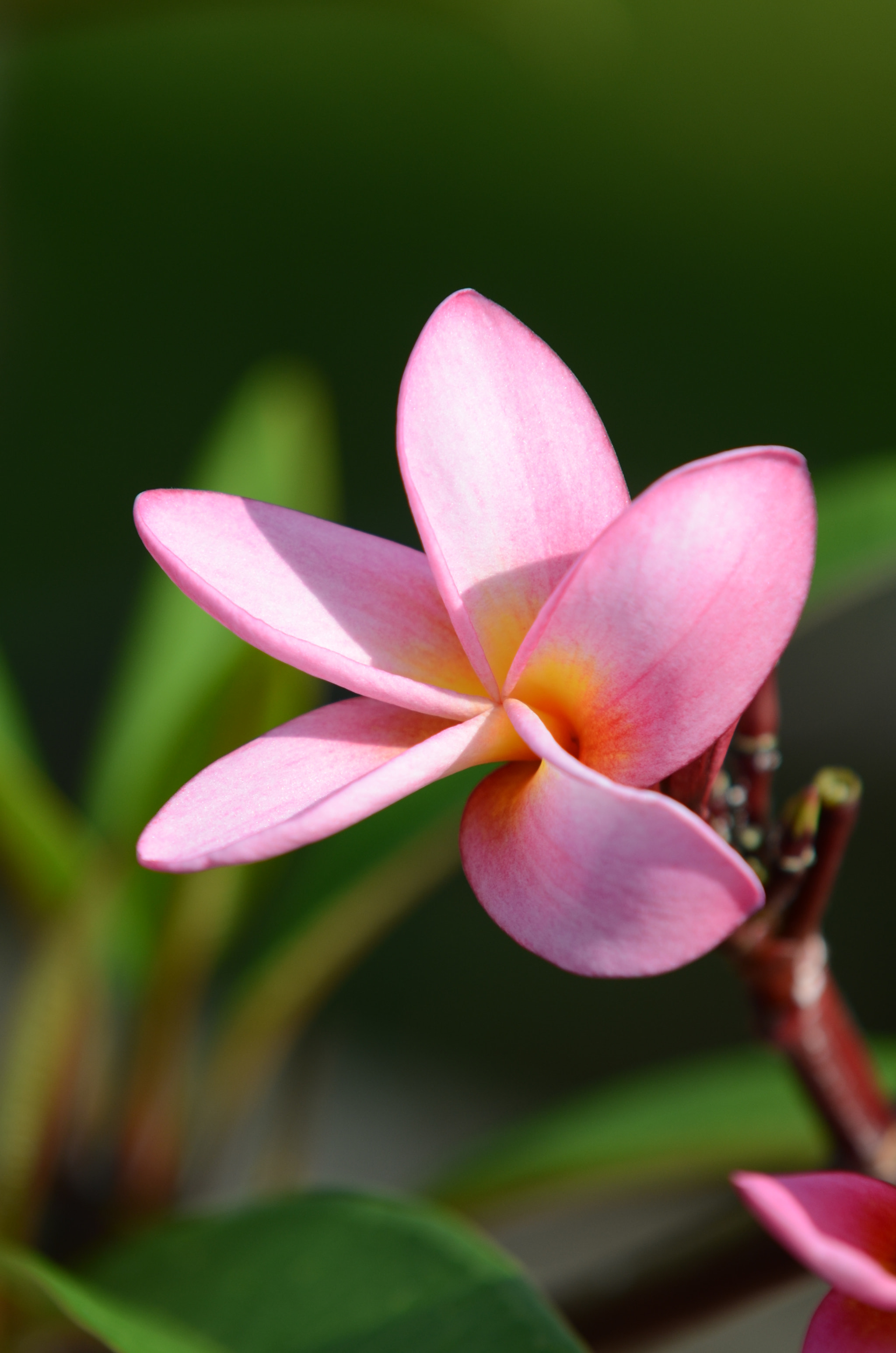 Sigma 70-200mm F2.8 EX DG Macro HSM II sample photo. Zanzibar photography