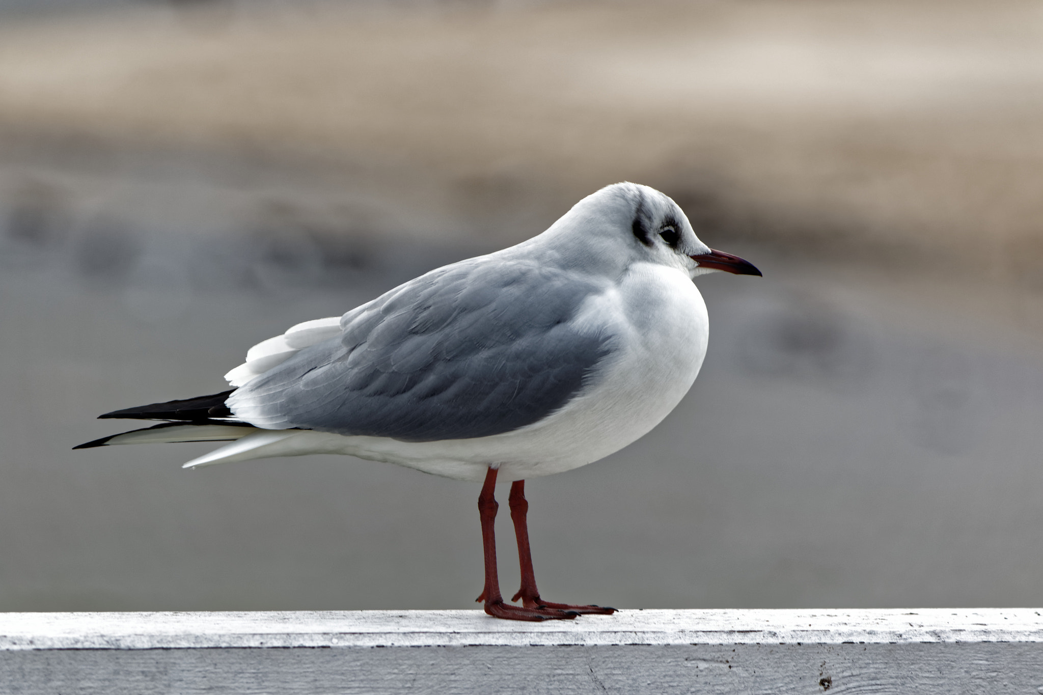 Canon EF-S 55-250mm F4-5.6 IS sample photo. Bored seagull. photography
