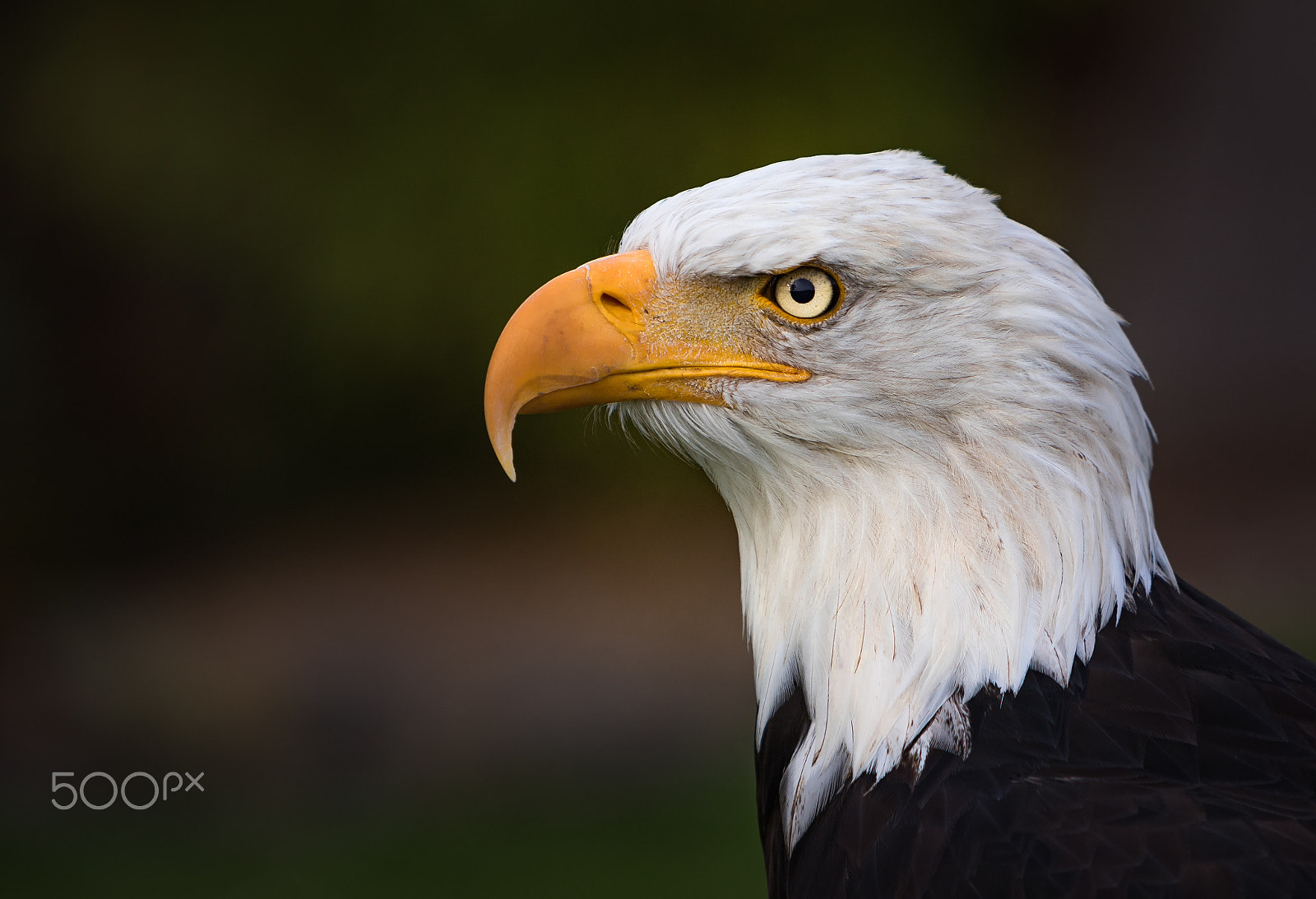 Canon EF 70-200mm F2.8L IS USM sample photo. Eagle photography