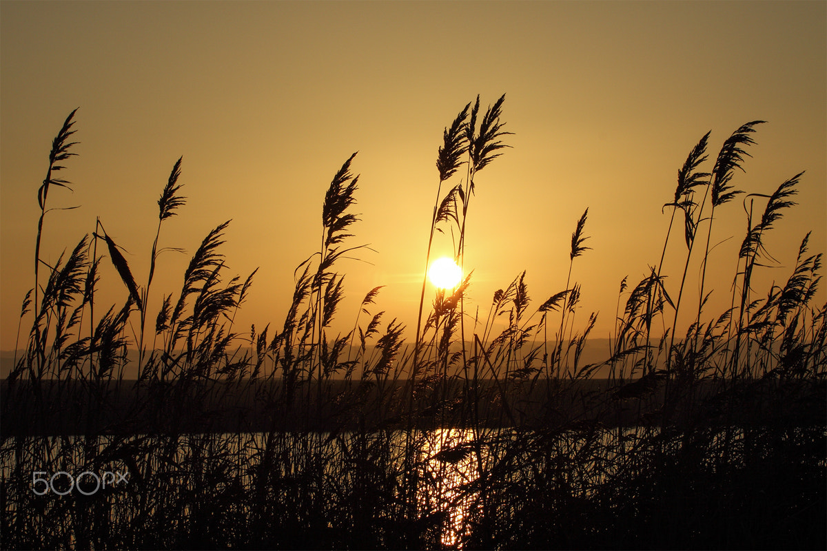 Canon EOS 50D + Canon EF 70-200mm F4L USM sample photo. Common reed backlit at dawn (pétrola, albacete, spain). photography