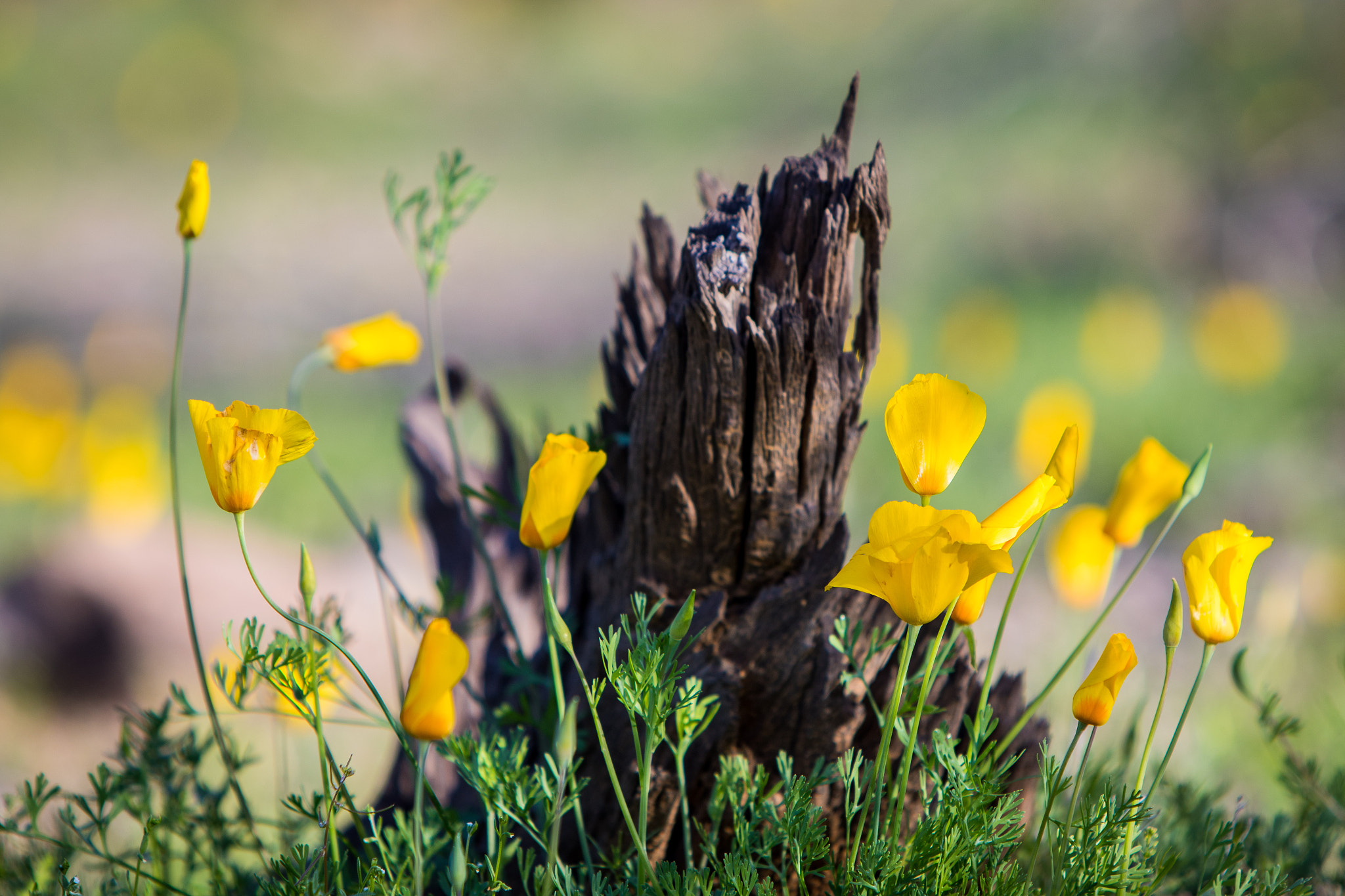 Canon EF 70-200mm F2.8L IS USM sample photo. Poppies photography