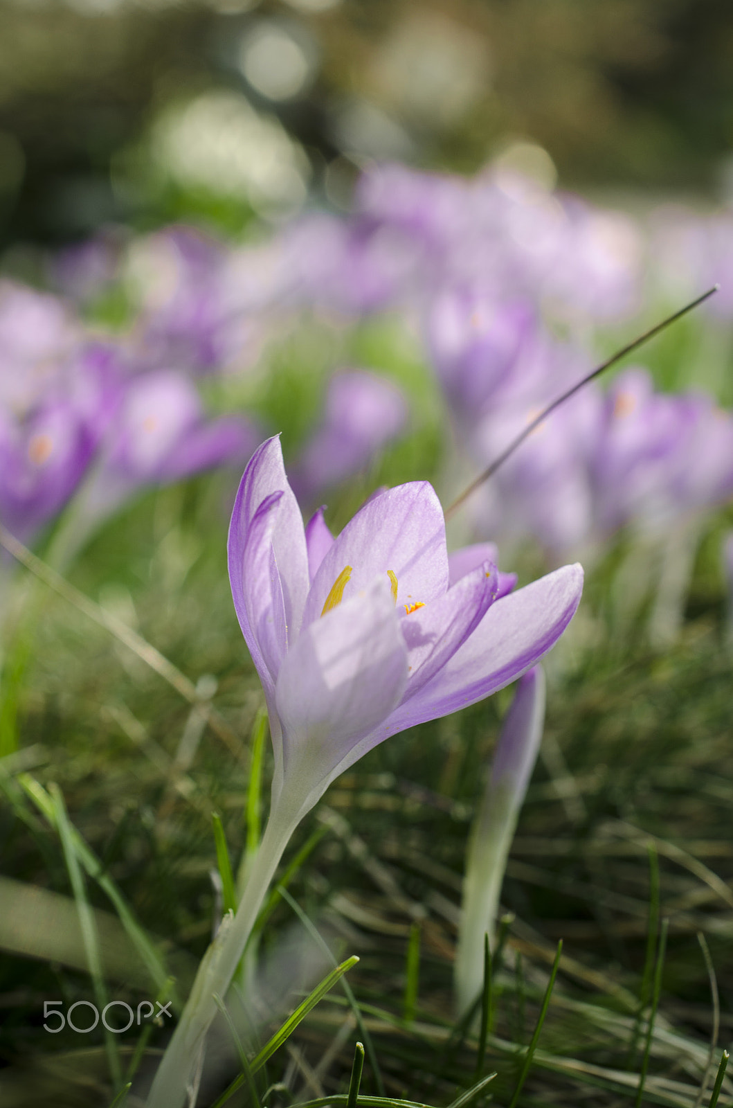 Nikon AF-S DX Micro Nikkor 40mm F2.8 sample photo. Crocus photography