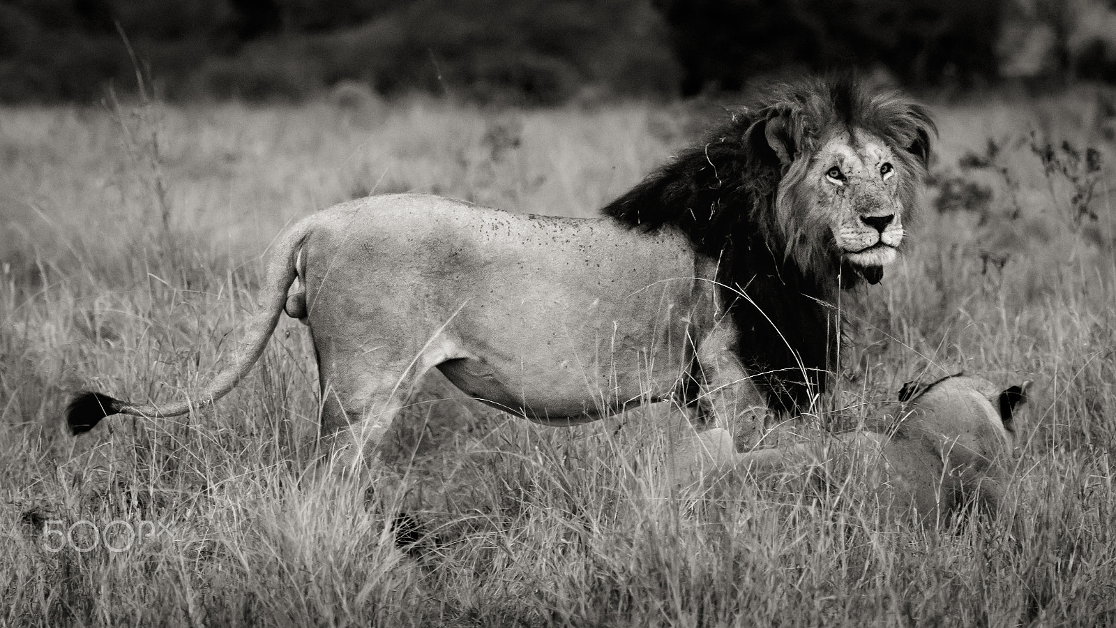 Nikon D500 sample photo. Against the grain photography