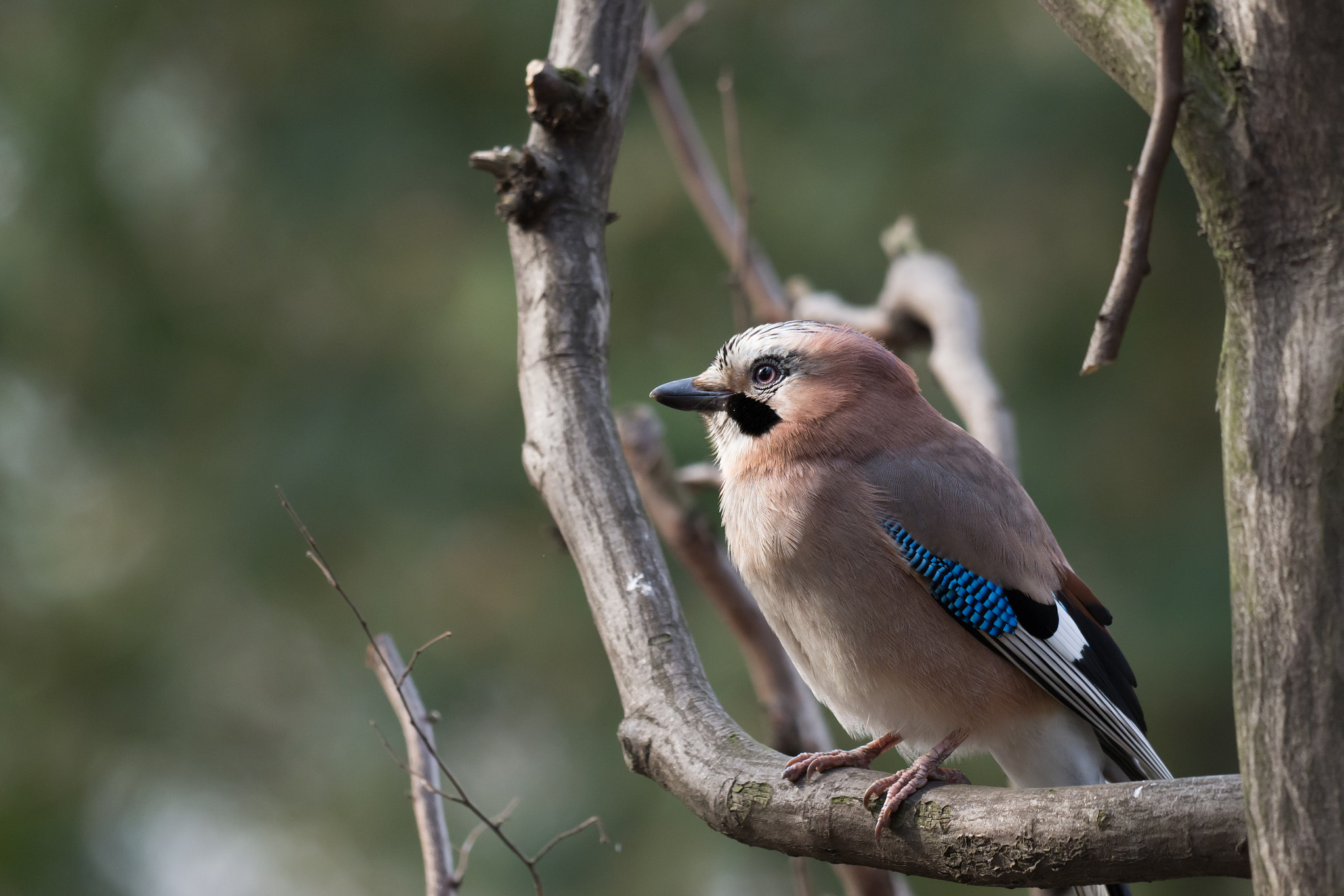 Olympus OM-D E-M1 Mark II + OLYMPUS M.300mm F4.0 sample photo. Eurasian jay photography