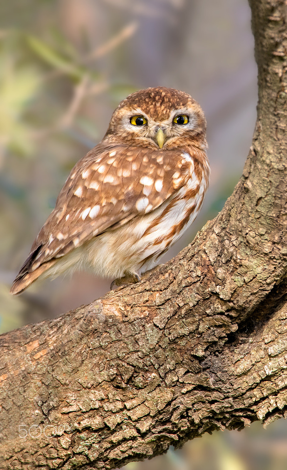 Canon EF 400mm F2.8L IS II USM sample photo. Chouette photography