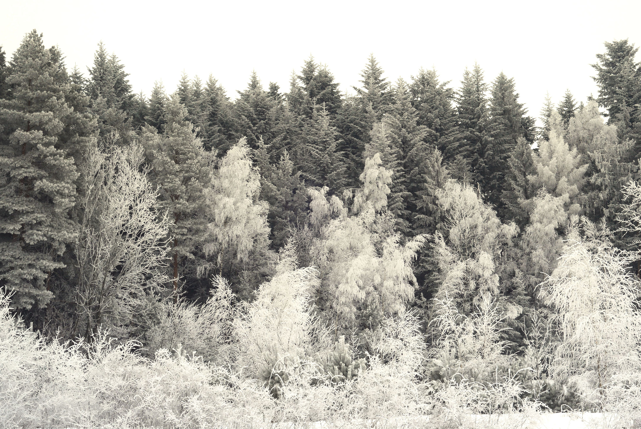 AF Nikkor 50mm f/1.8 sample photo. Winter photography