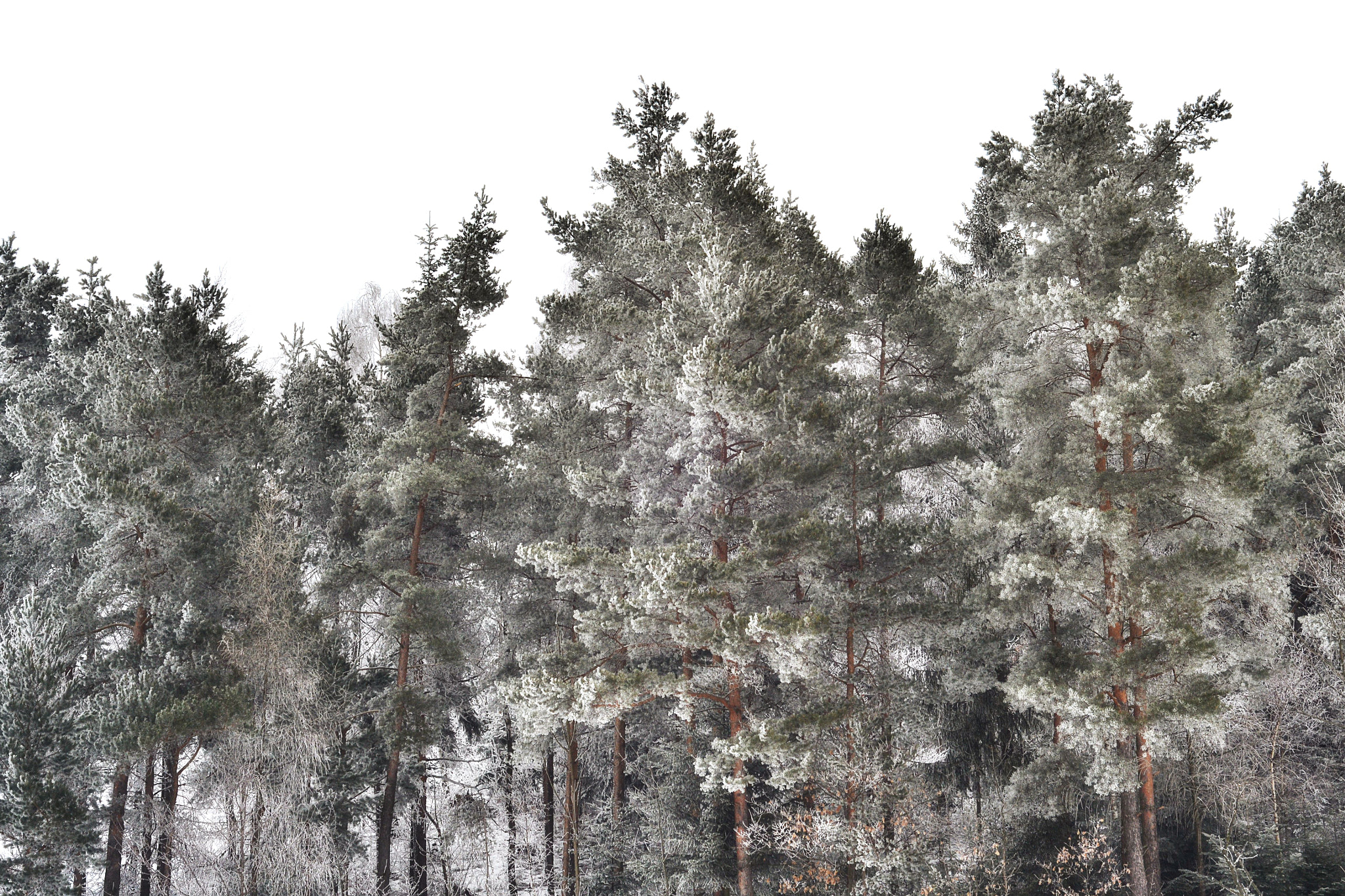 AF Nikkor 50mm f/1.8 sample photo. Winter photography