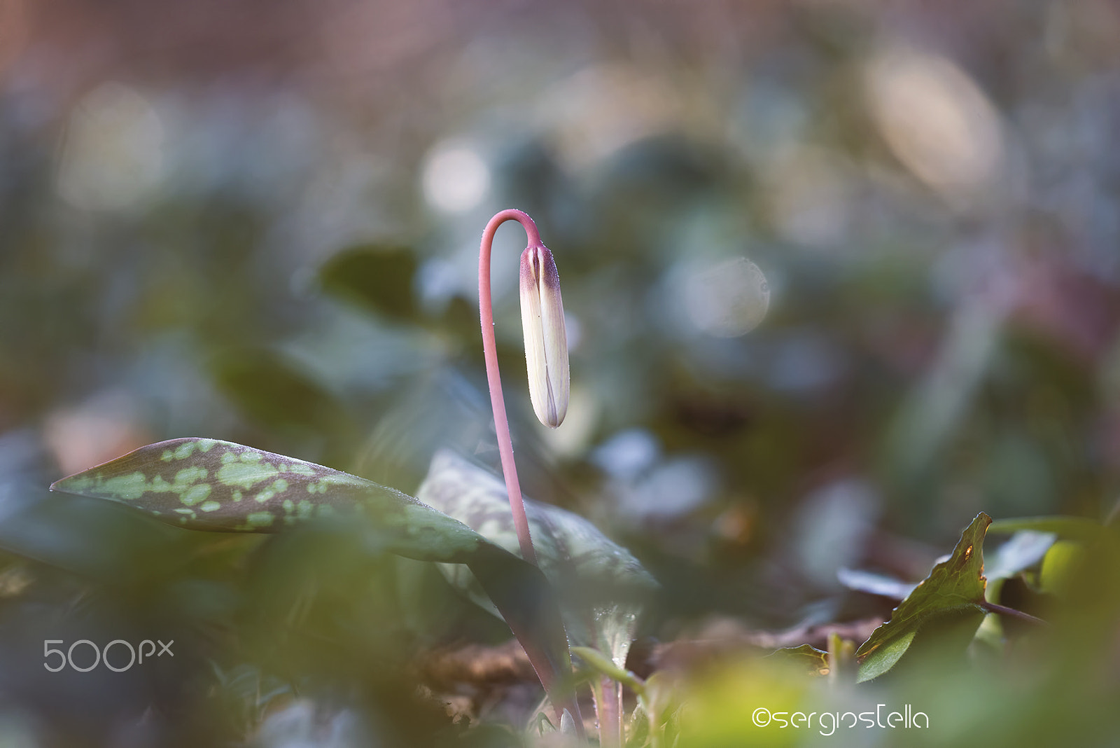 Sigma 150mm F2.8 EX DG Macro HSM sample photo. Erythronium dens-canis______ photography