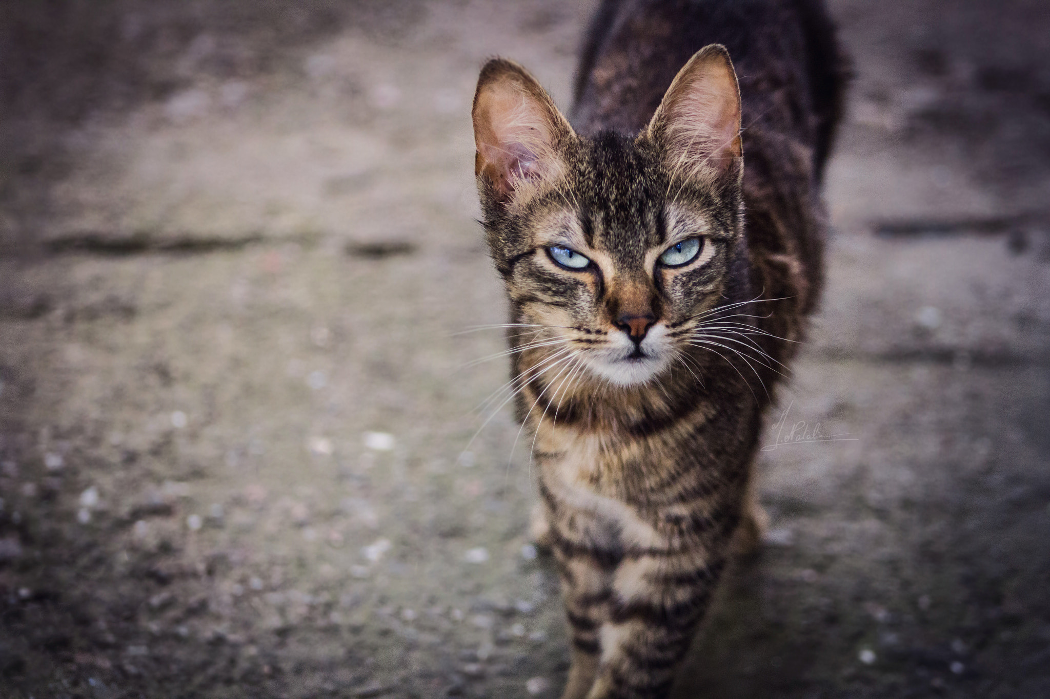 Canon EOS 550D (EOS Rebel T2i / EOS Kiss X4) + EF75-300mm f/4-5.6 sample photo. The gaze of a seducer photography