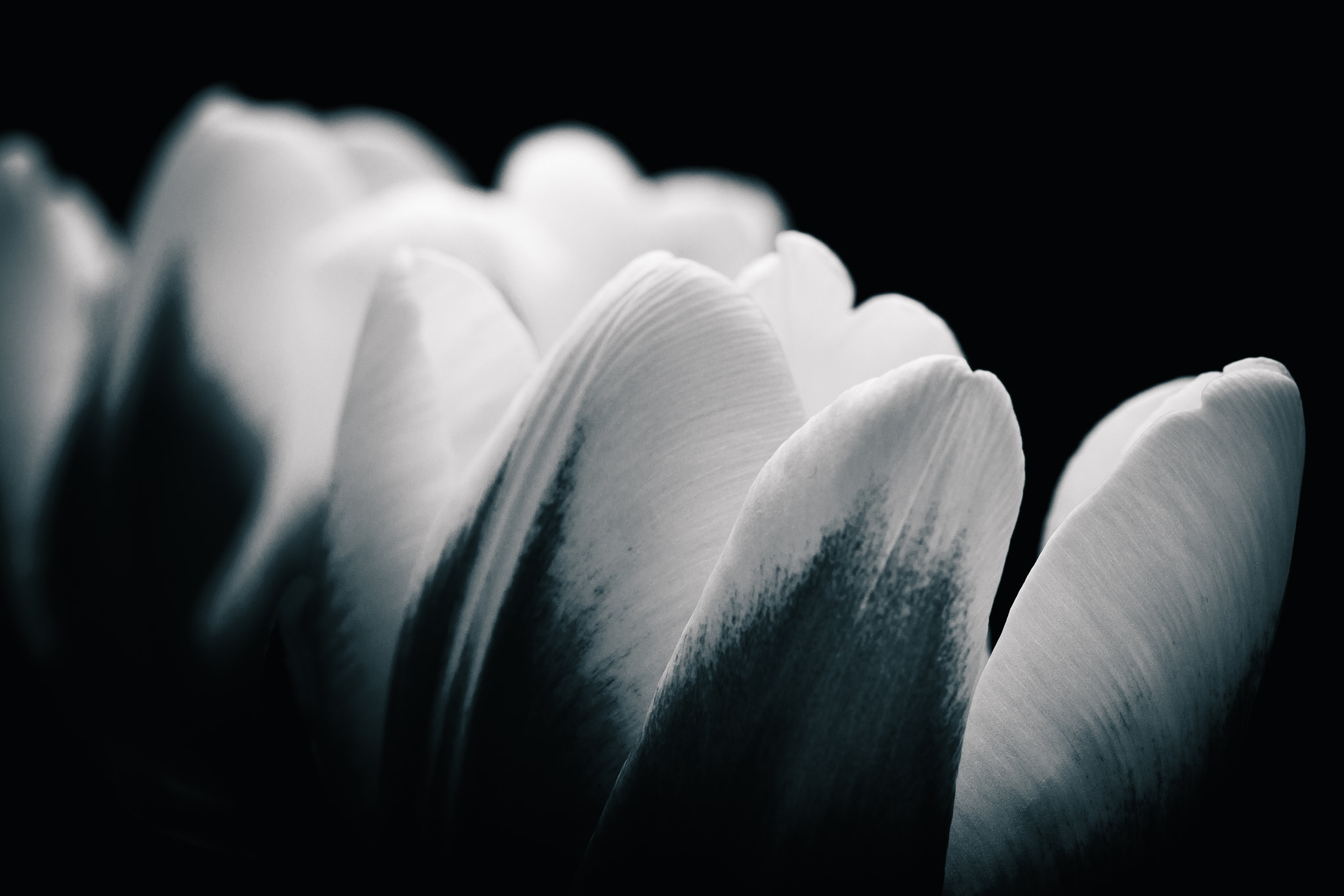 Olympus M.Zuiko Digital ED 60mm F2.8 Macro sample photo. Detail of tulip flower heads in black and white photography