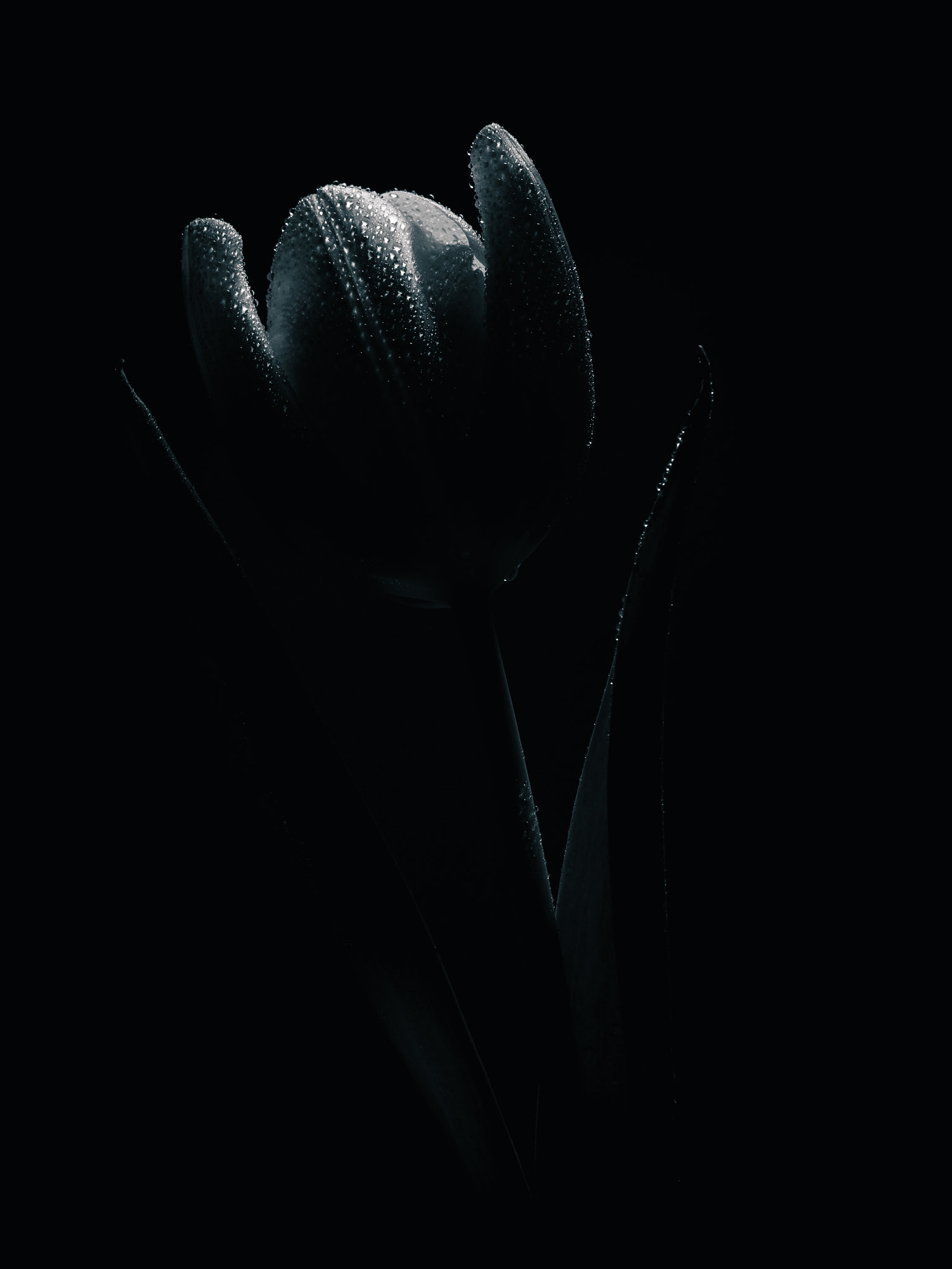 Olympus M.Zuiko Digital ED 60mm F2.8 Macro sample photo. Tulip flower with water drops in black and white photography