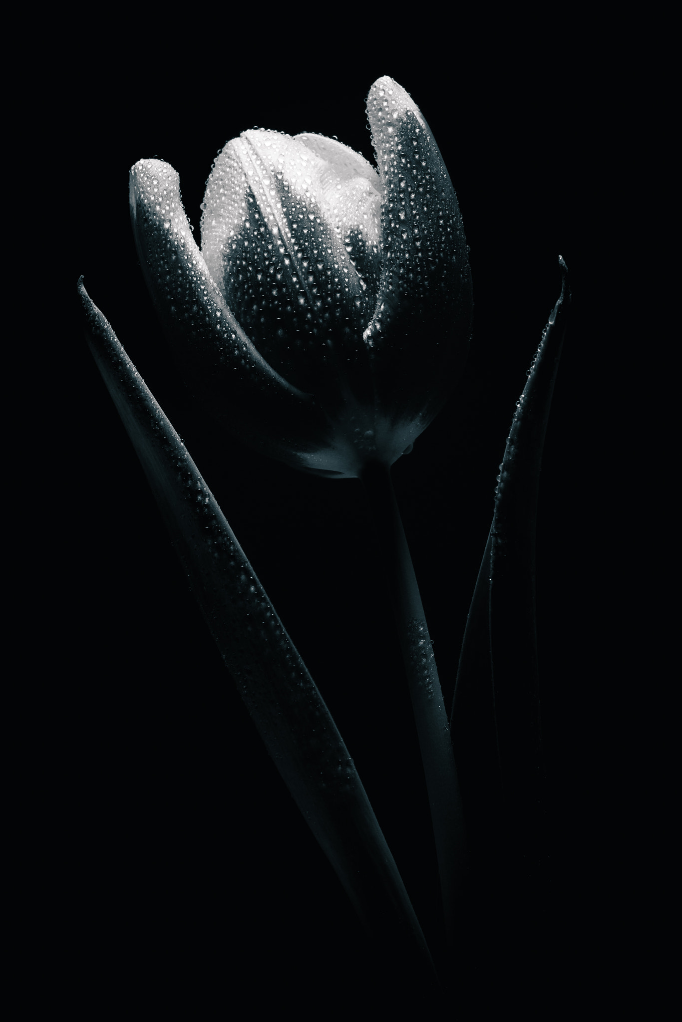 Olympus M.Zuiko Digital ED 60mm F2.8 Macro sample photo. Tulip flower with water drops in black and white photography
