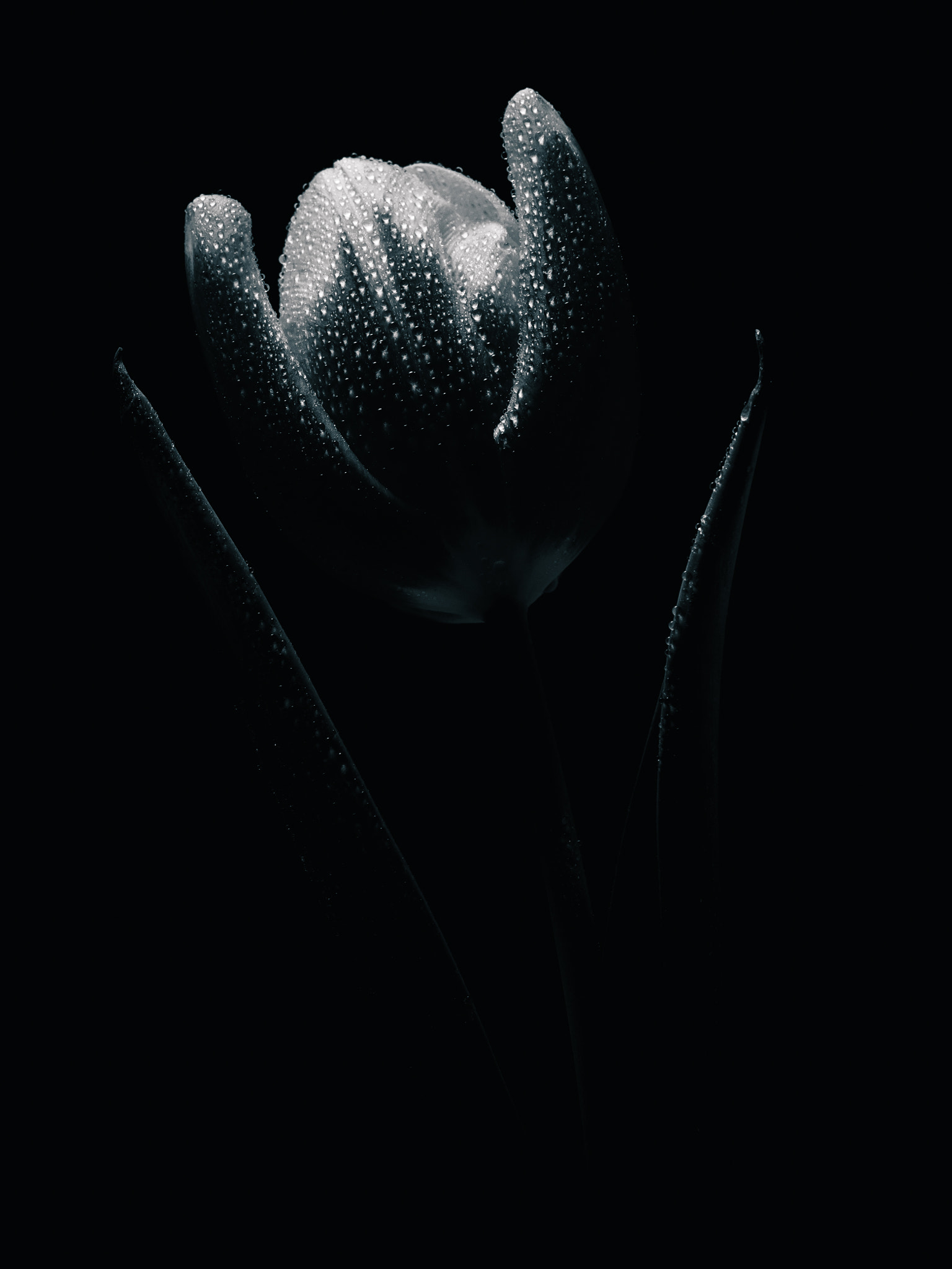 Olympus M.Zuiko Digital ED 60mm F2.8 Macro sample photo. Tulip flower with water drops in black and white photography