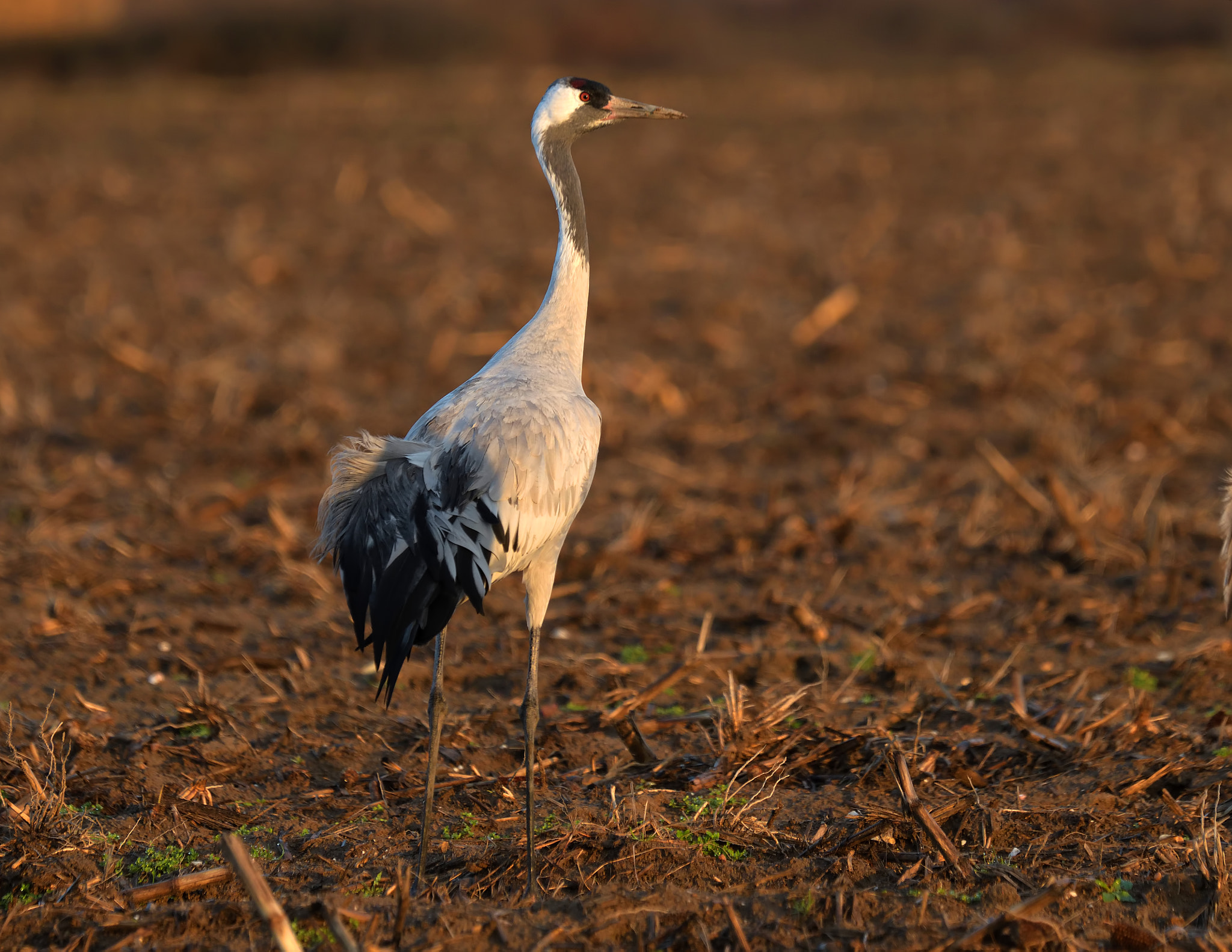 Nikon D500 sample photo. Grulla photography
