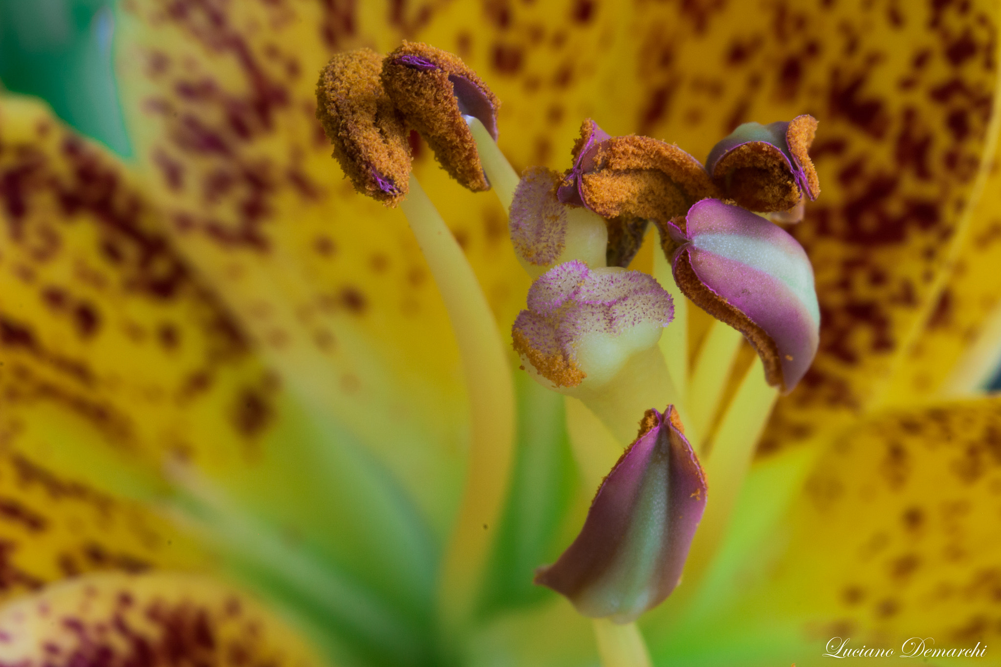 Canon EF 100mm F2.8 Macro USM sample photo. Lirio photography