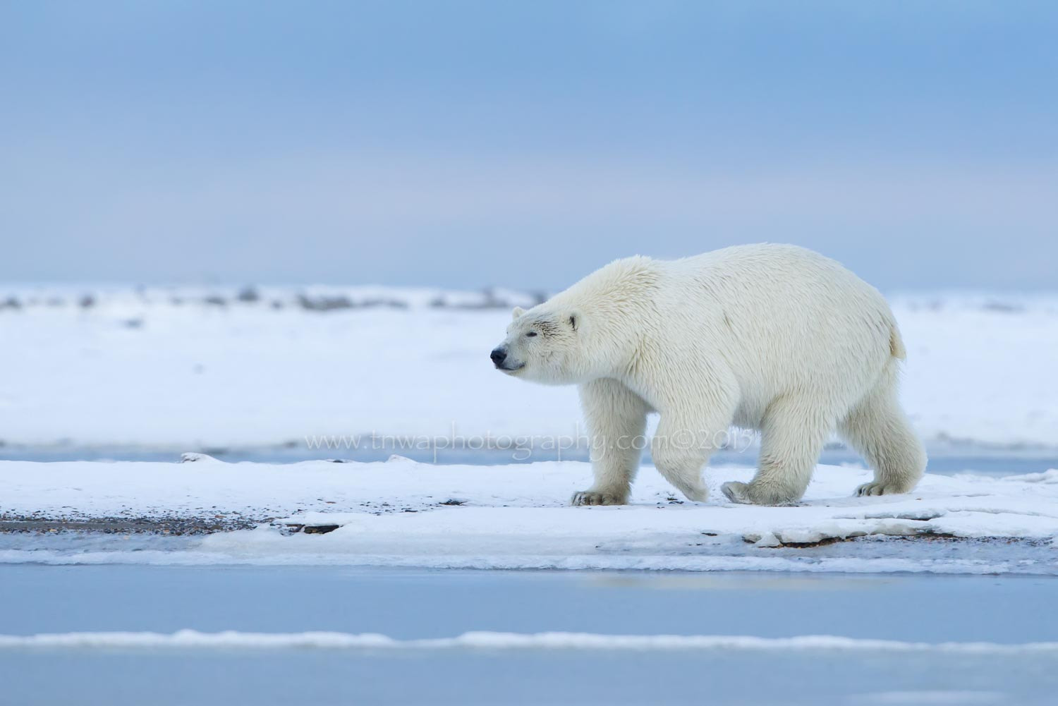 Nikon D800 + Nikon AF-S Nikkor 500mm F4G ED VR sample photo. Celebrate the polar bears photography