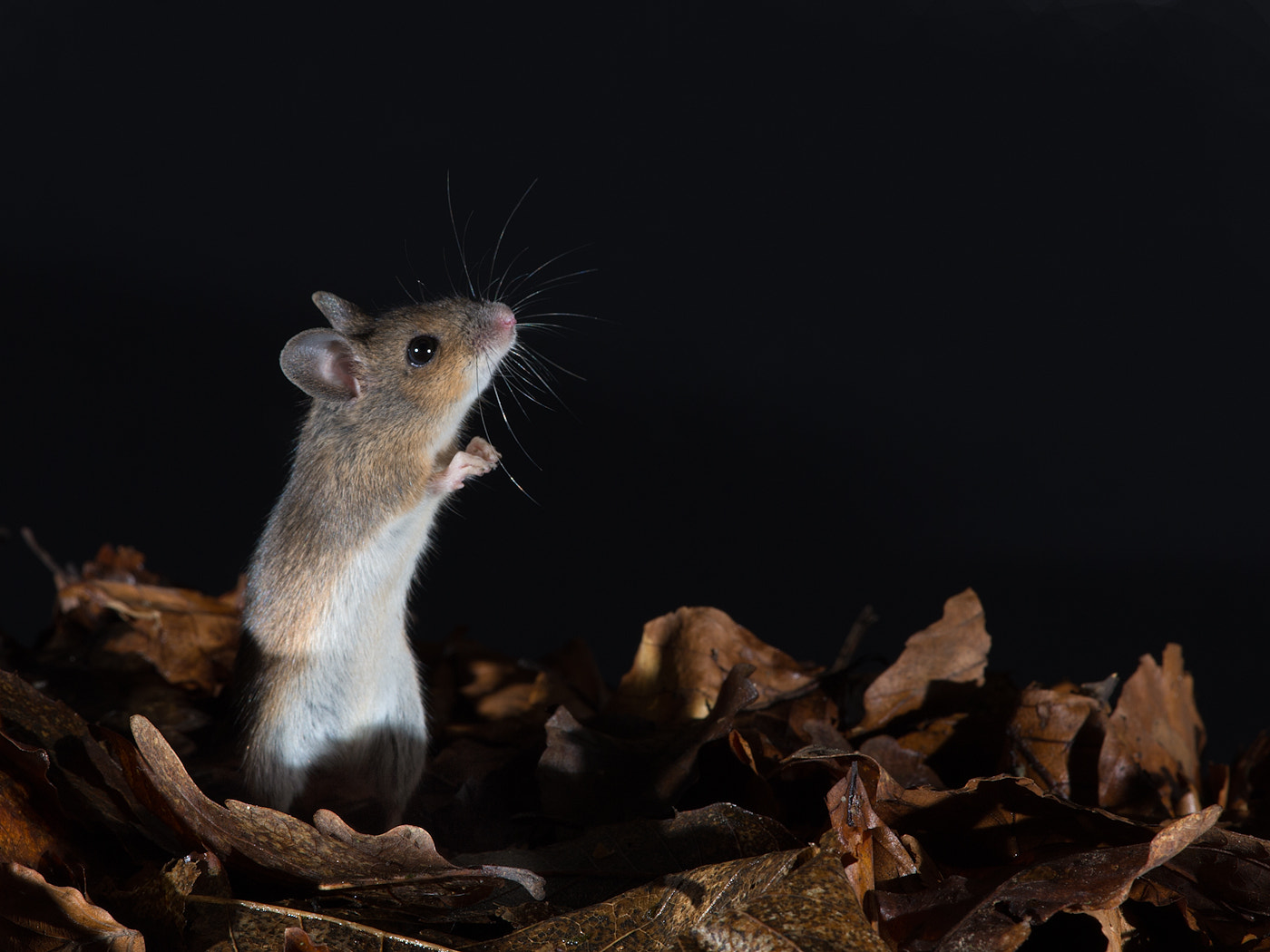 Nikon D4 sample photo. Wood mouse amongst leaf litter photography