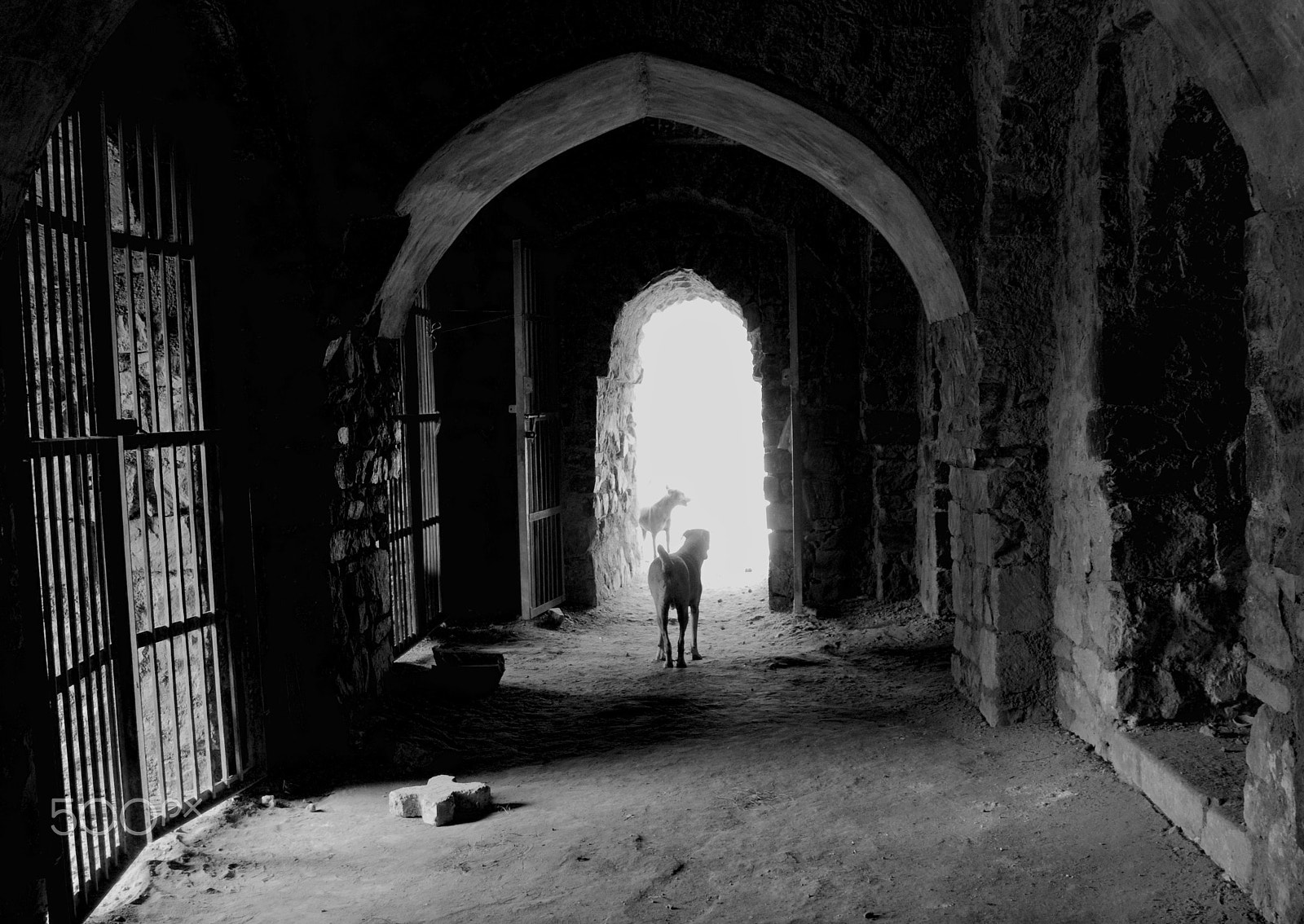 Canon EOS 50D sample photo. Haunted places, feroz shah kotla, india photography